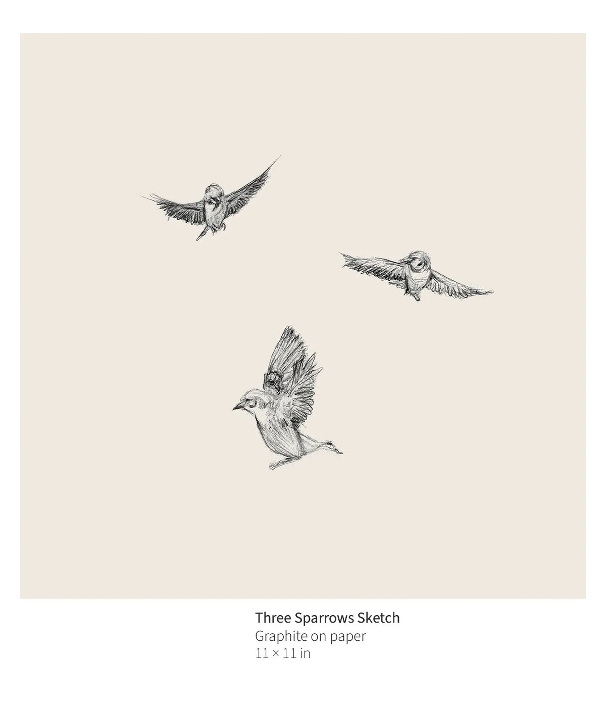 bird-012-three-sparrows-sketch-annotated.jpg