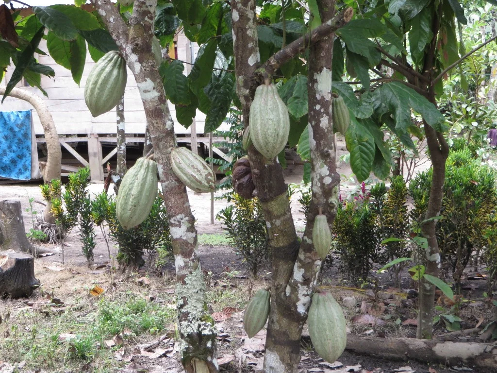 Cacao Tree