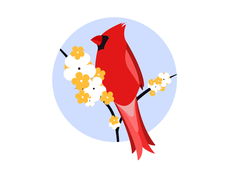 bird_cardinal.png