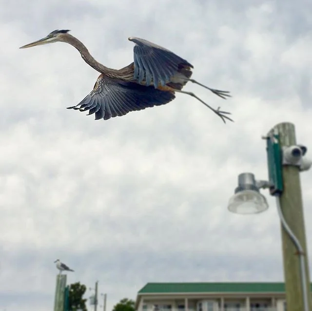 Spotted a pterodactyl #jurassicpark #perfecttiming