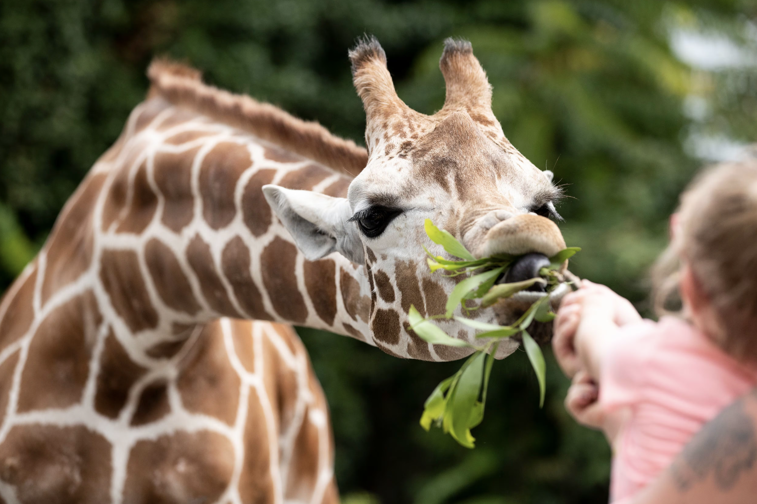 zoo giraffe.png