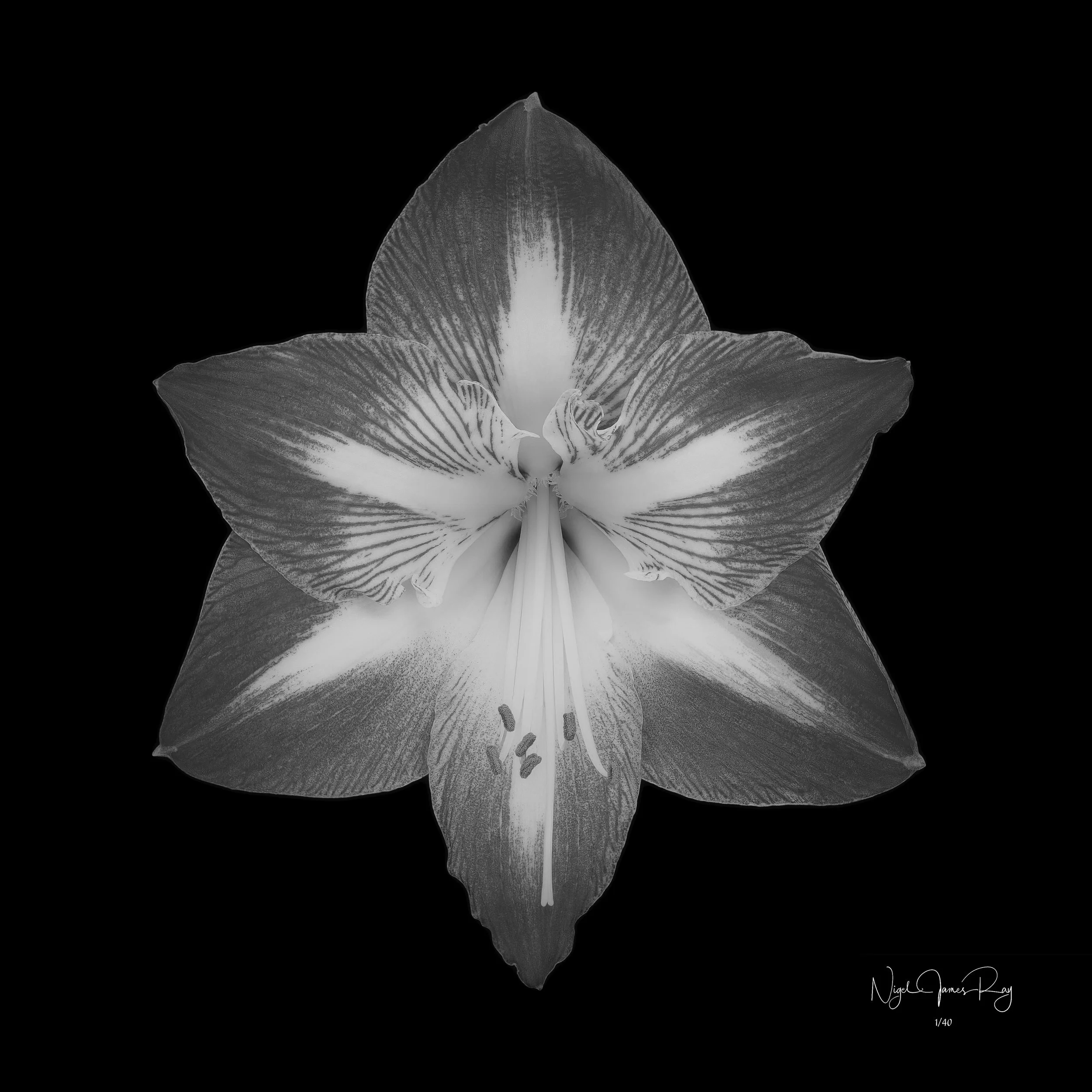 PURCHASE SAMURAI SWATCH