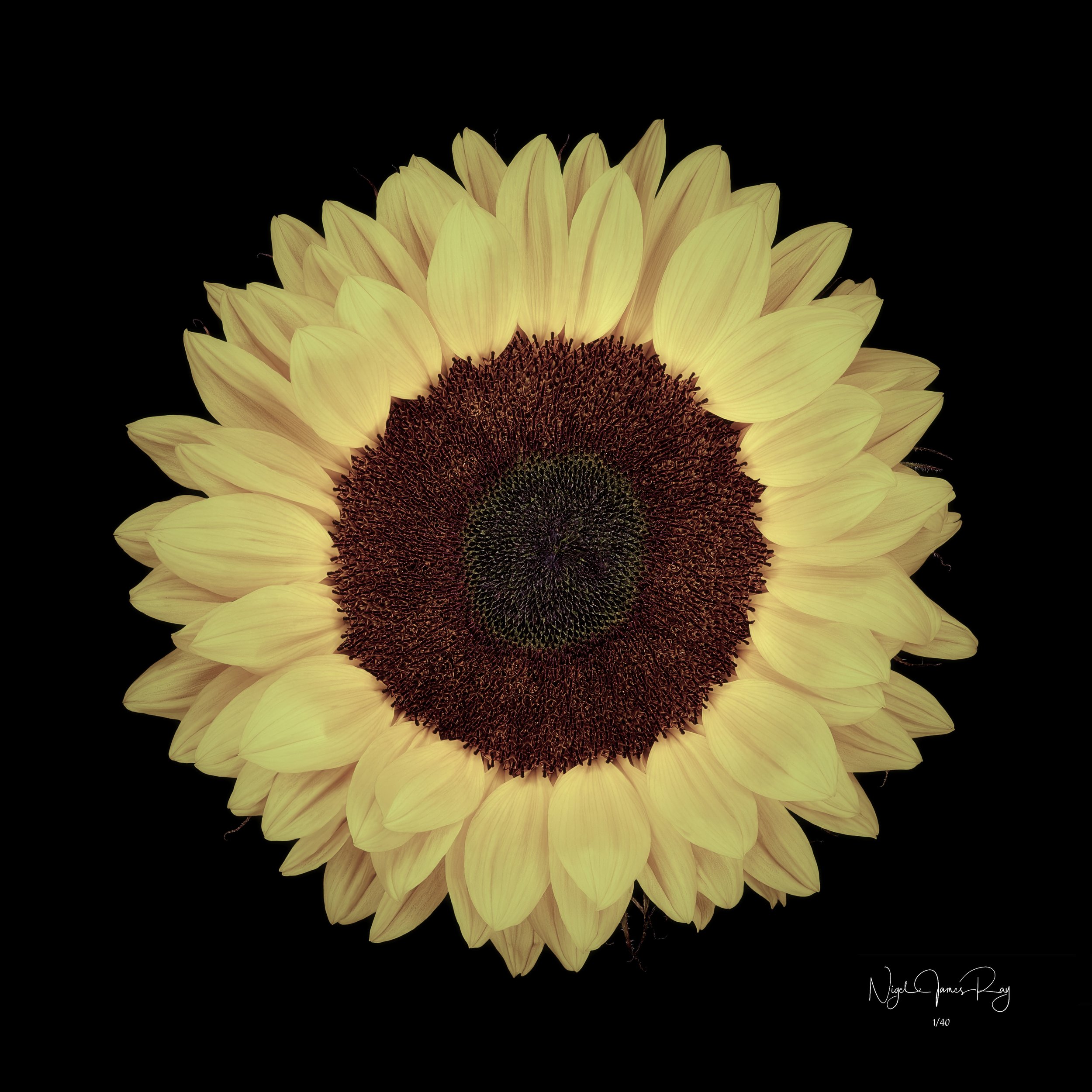 PURCHASE SUNDANCE LIMITED EDITION IMAGE