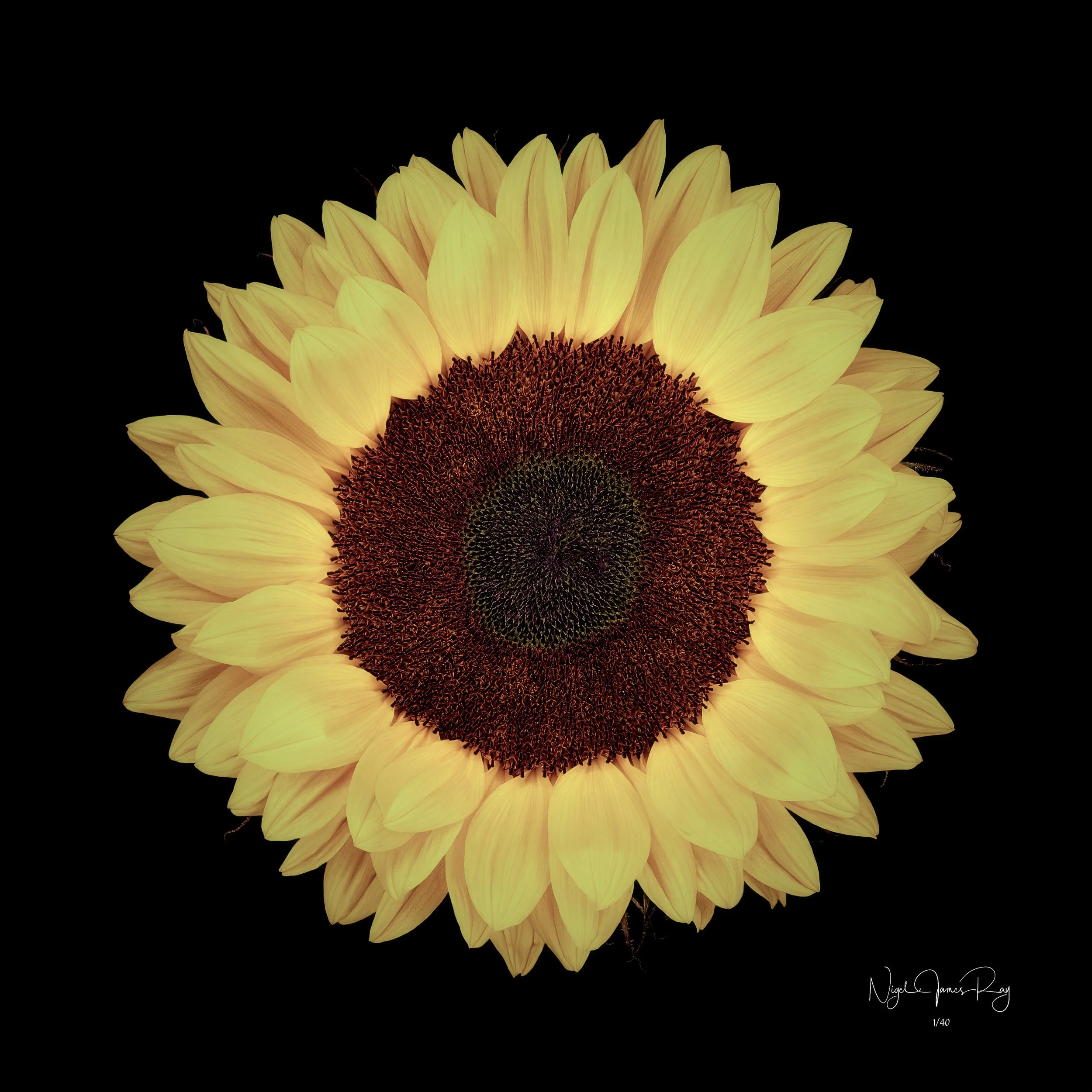 PURCHASE SUNDANCE LIMITED EDITION IMAGE