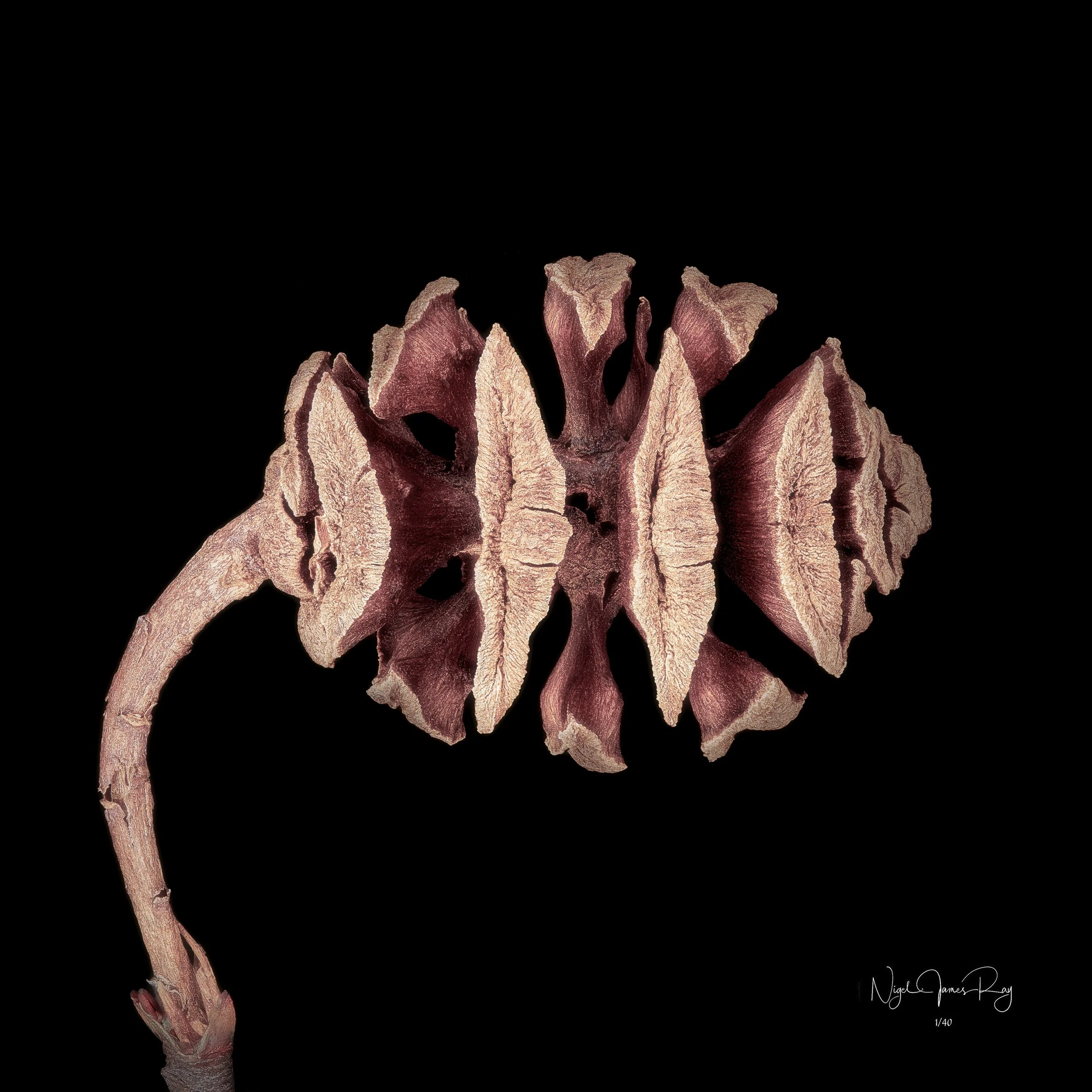 PURCHASE ETERNITY LIMITED EDITION IMAGE