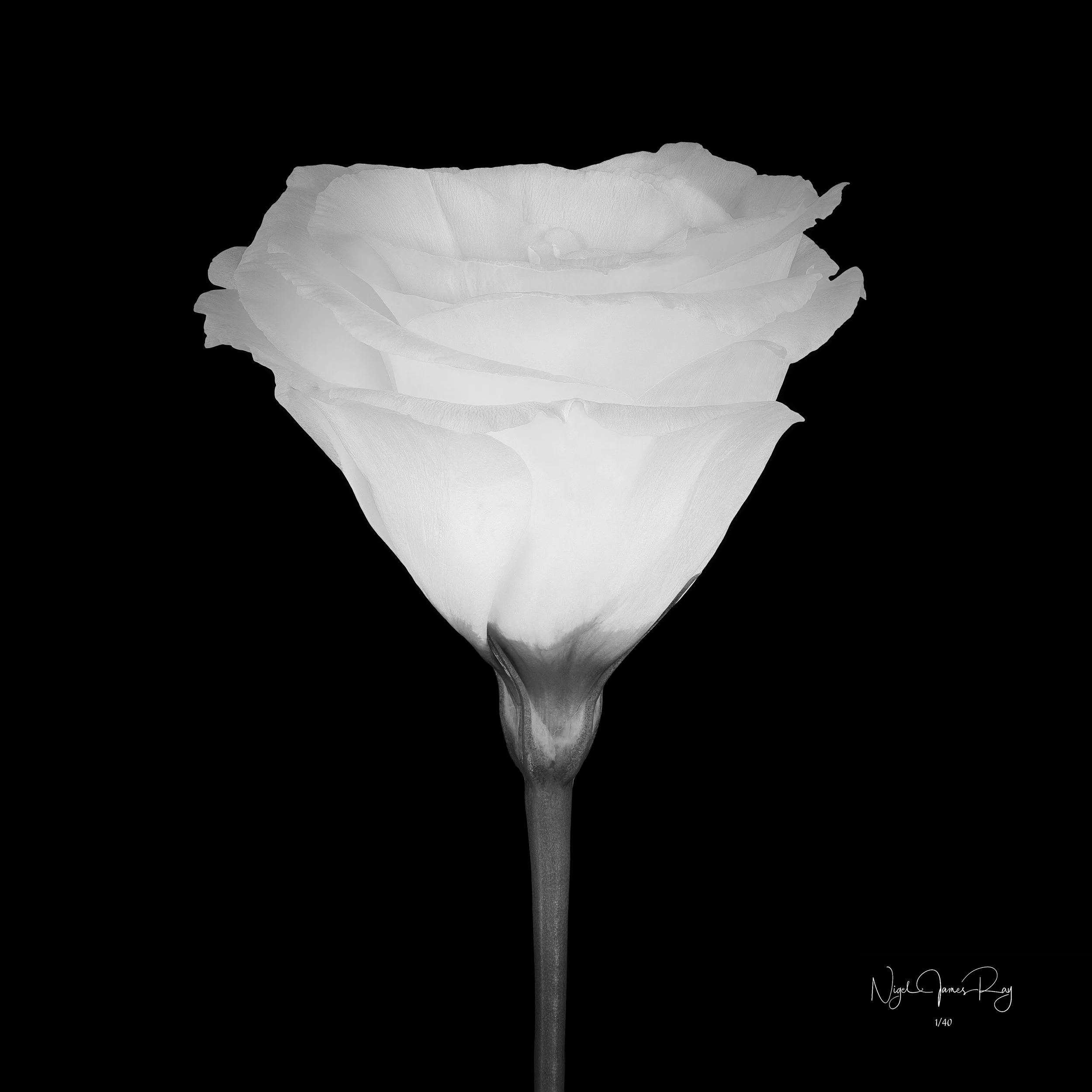 PURCHASE EMPATHY LIMITED EDITION IMAGE