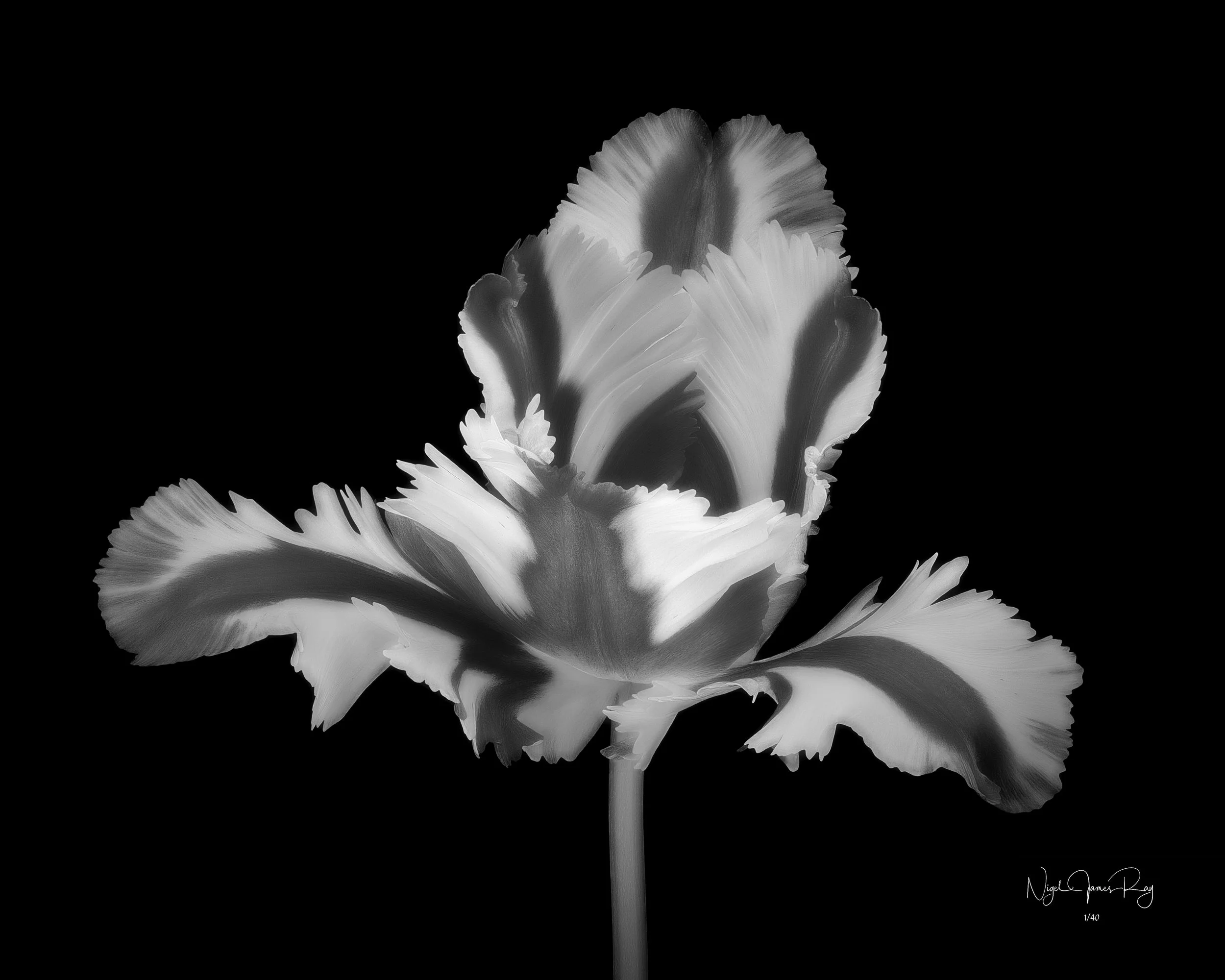 PURCHASE JUBILATION SWATCH