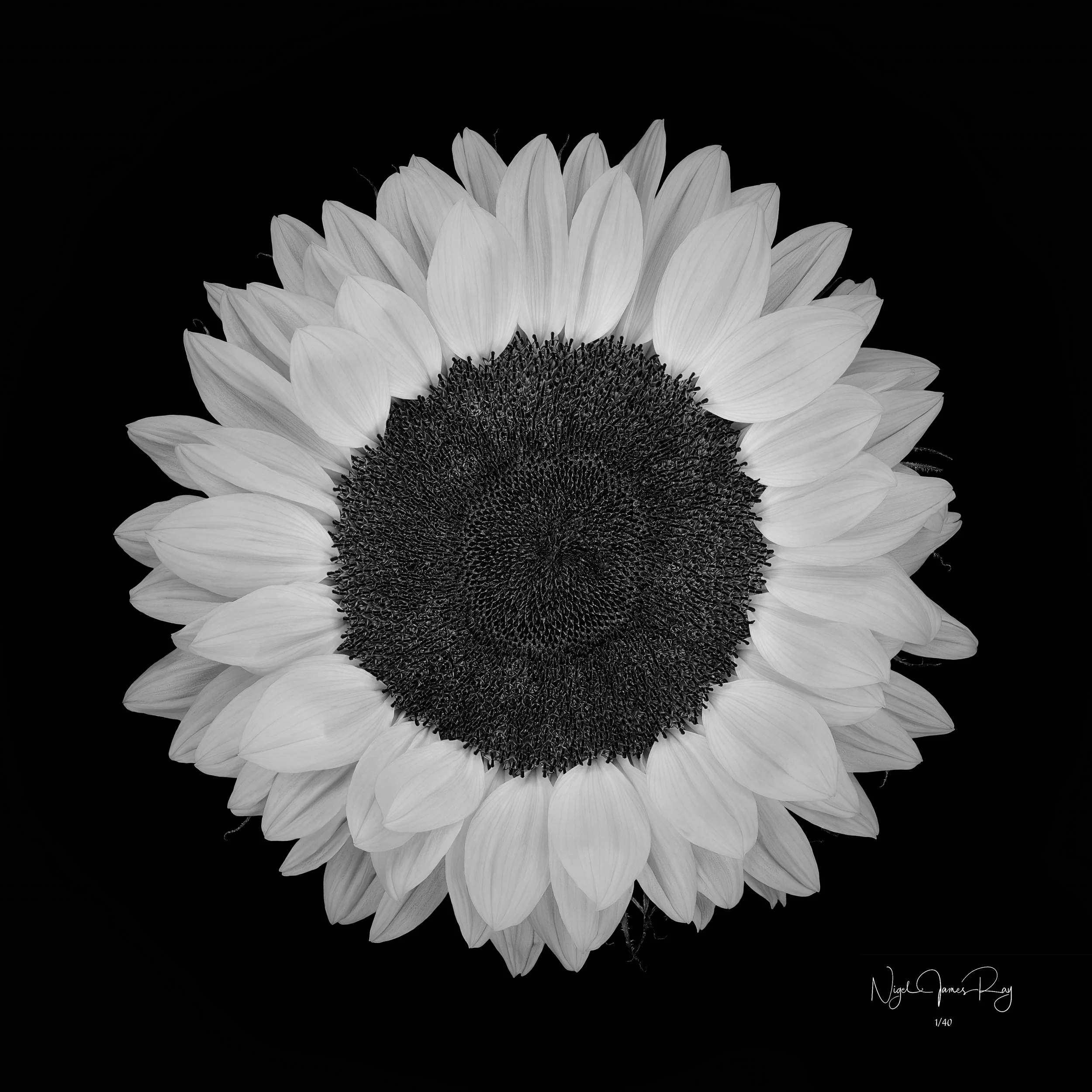 PURCHASE SUNDANCE LIMITED EDITION IMAGE