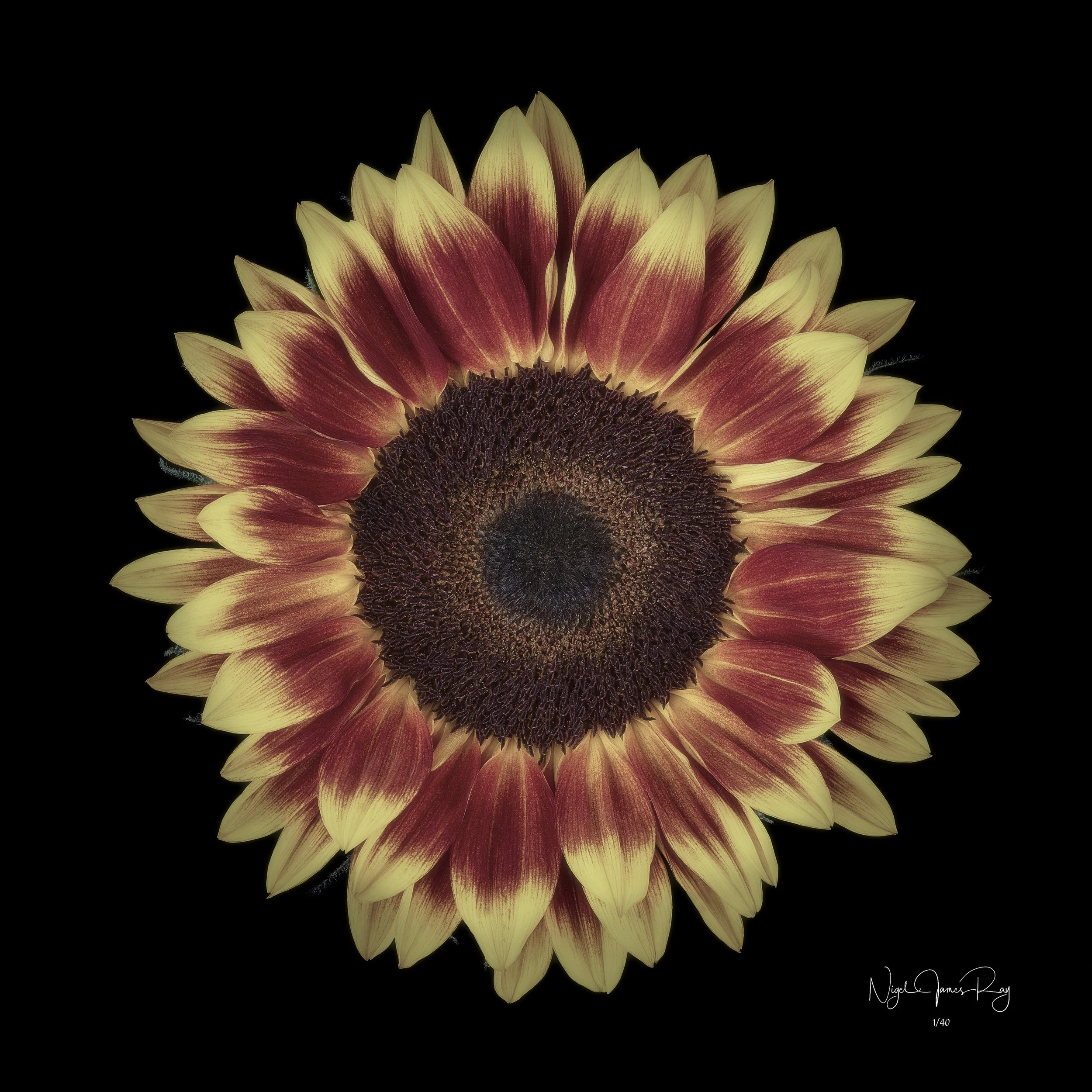 PURCHASE SUNDOWN LIMITED EDITION IMAGE