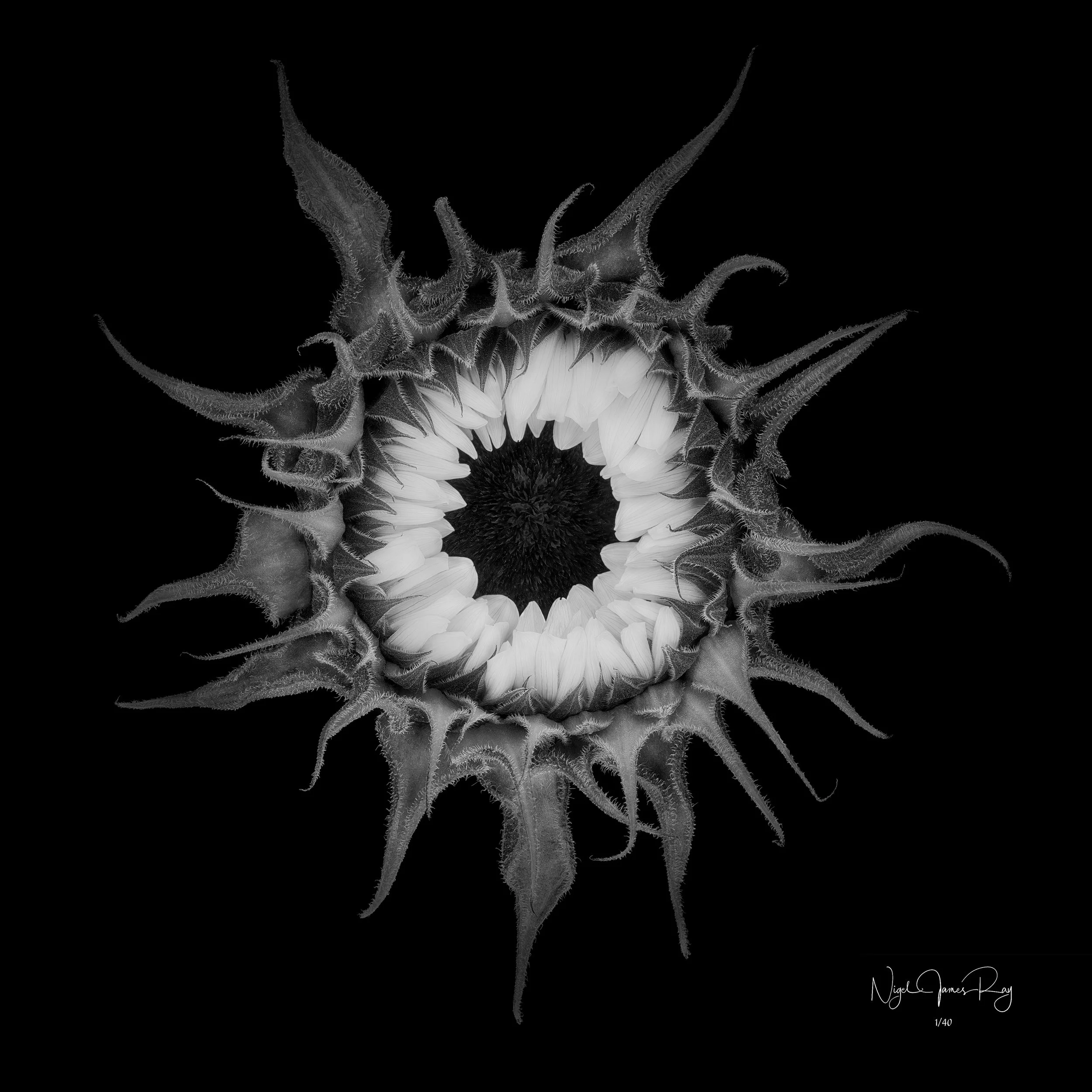 PURCHASE HELIOS LIMITED EDITION IMAGE