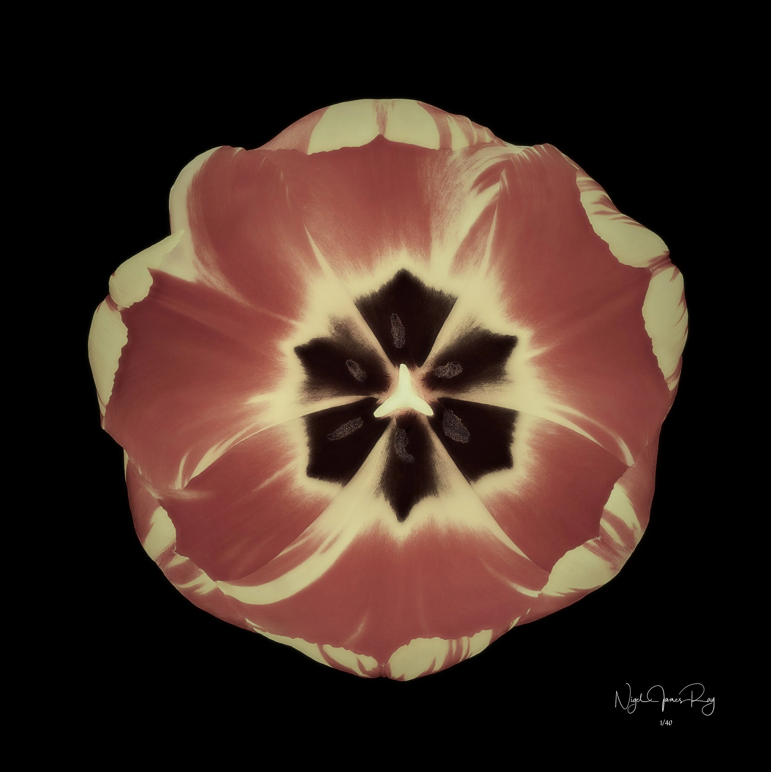 PURCHASE SUNBURST SWATCH