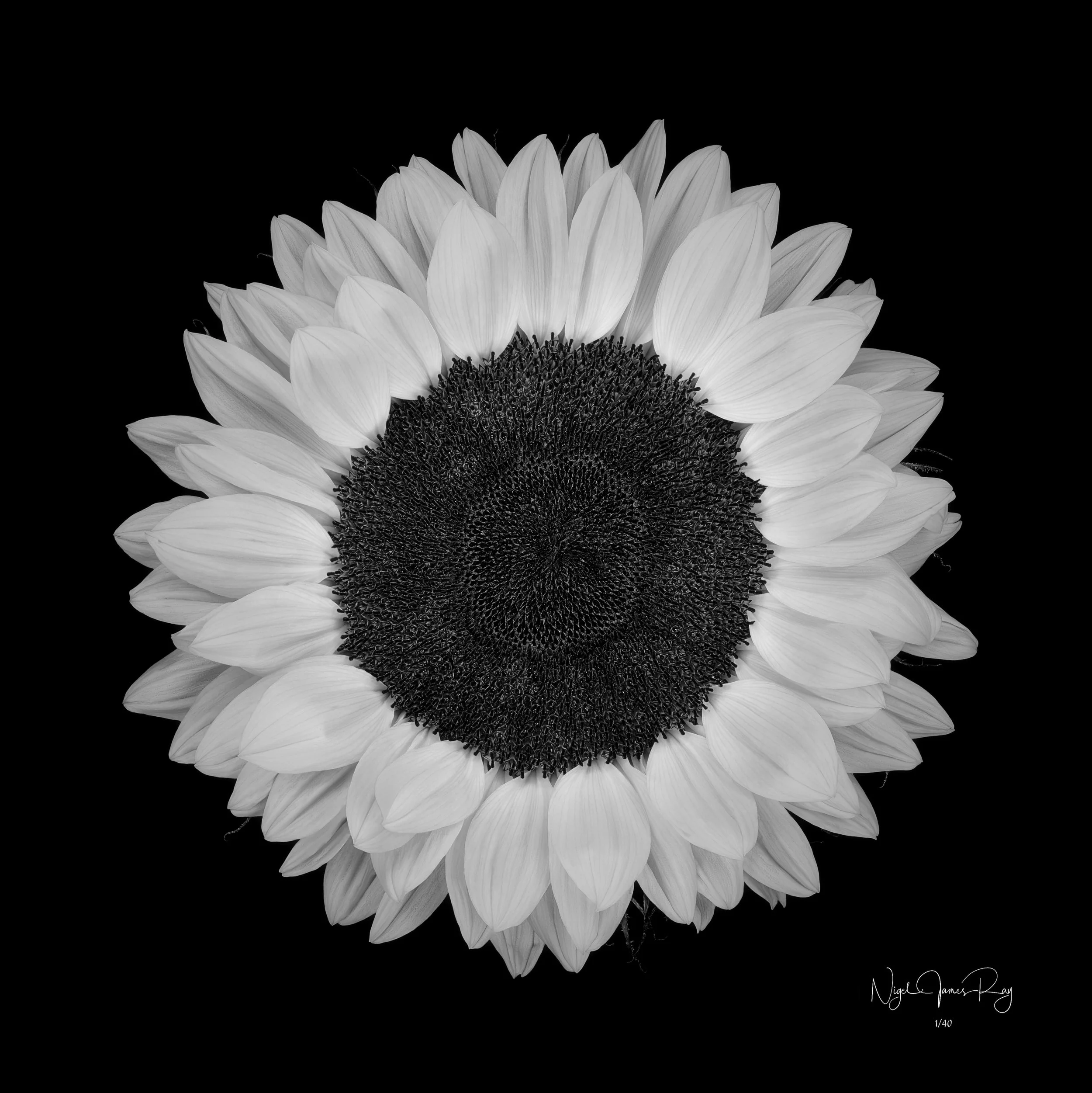 PURCHASE SUNDANCE LIMITED EDITION IMAGE