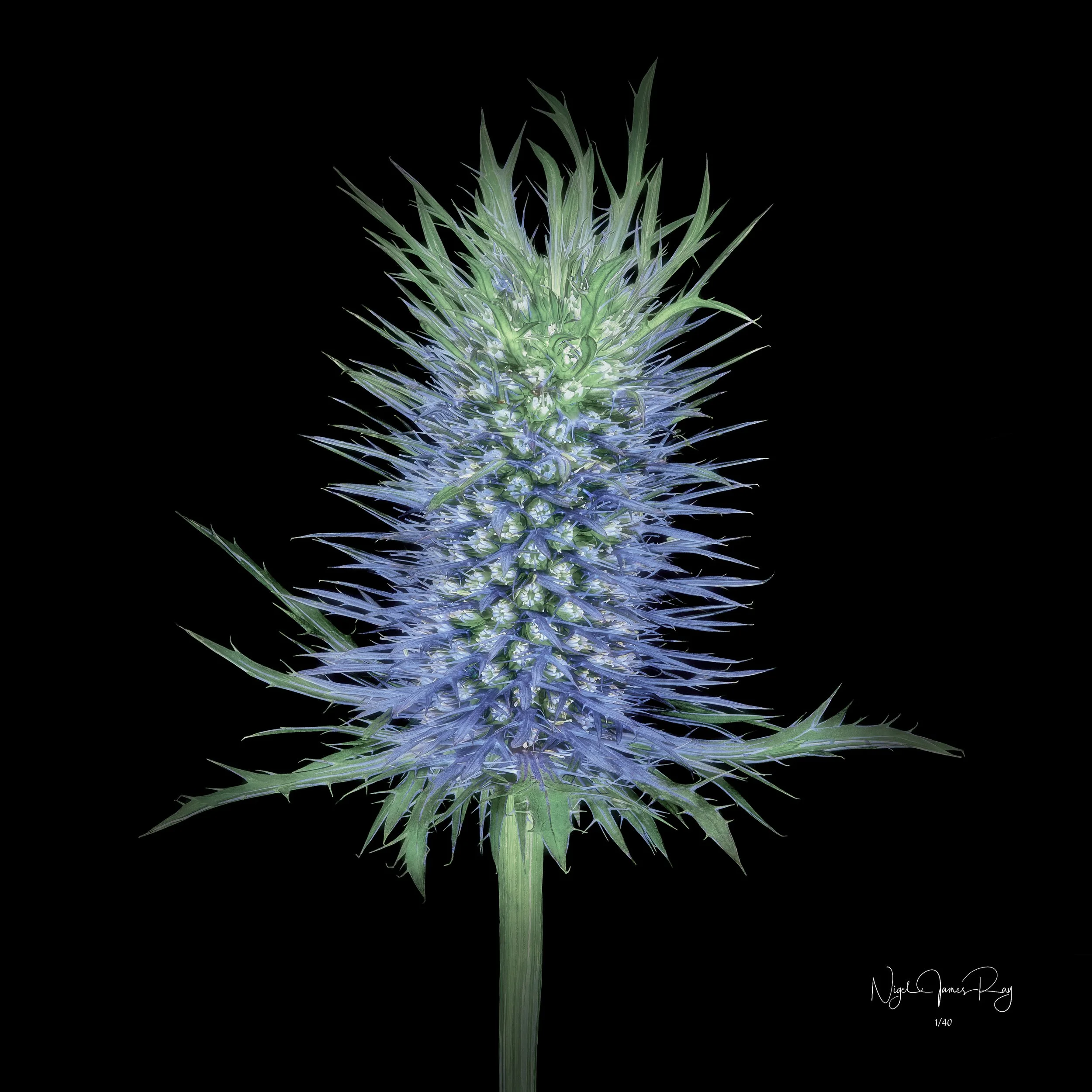 PURCHASE HIGHLANDER LIMITED EDITION IMAGE