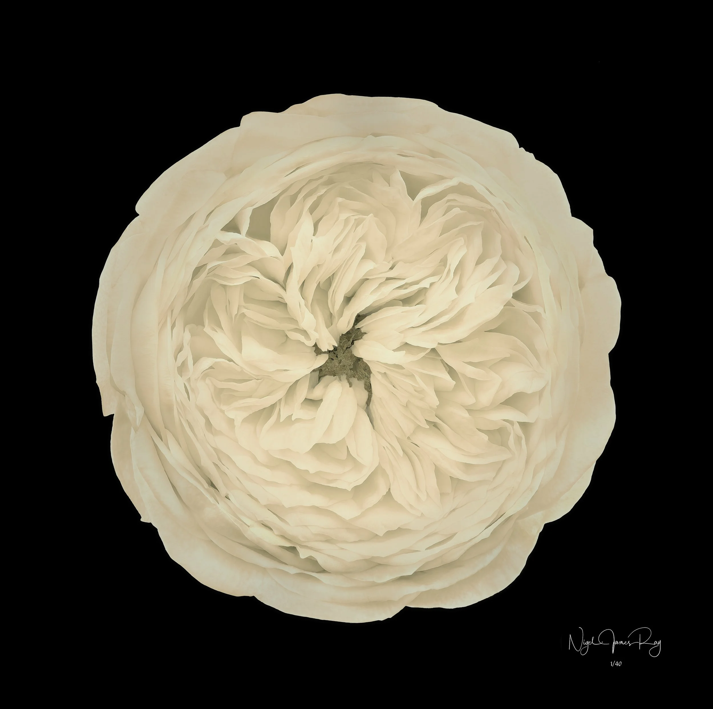 PURCHASE BUTTERCREAM LIITED EDITION IMAGE