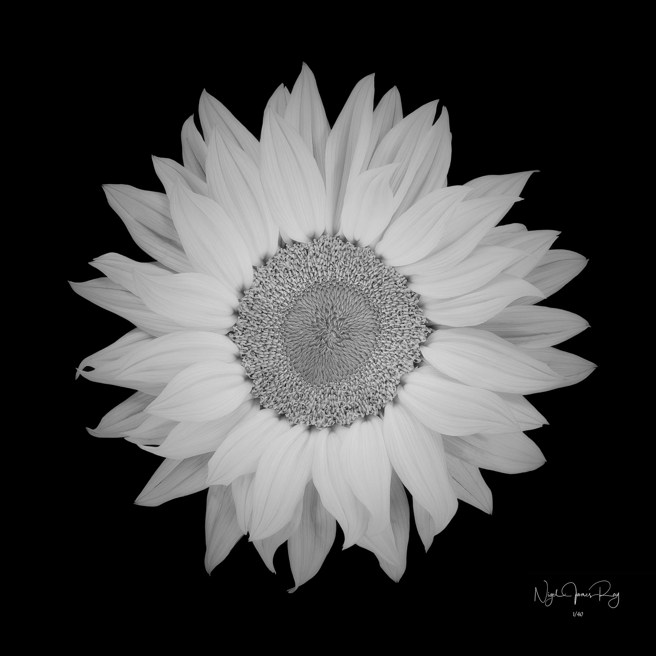 PURCHASE SUNBEAM LIMITED EDITION IMAGE