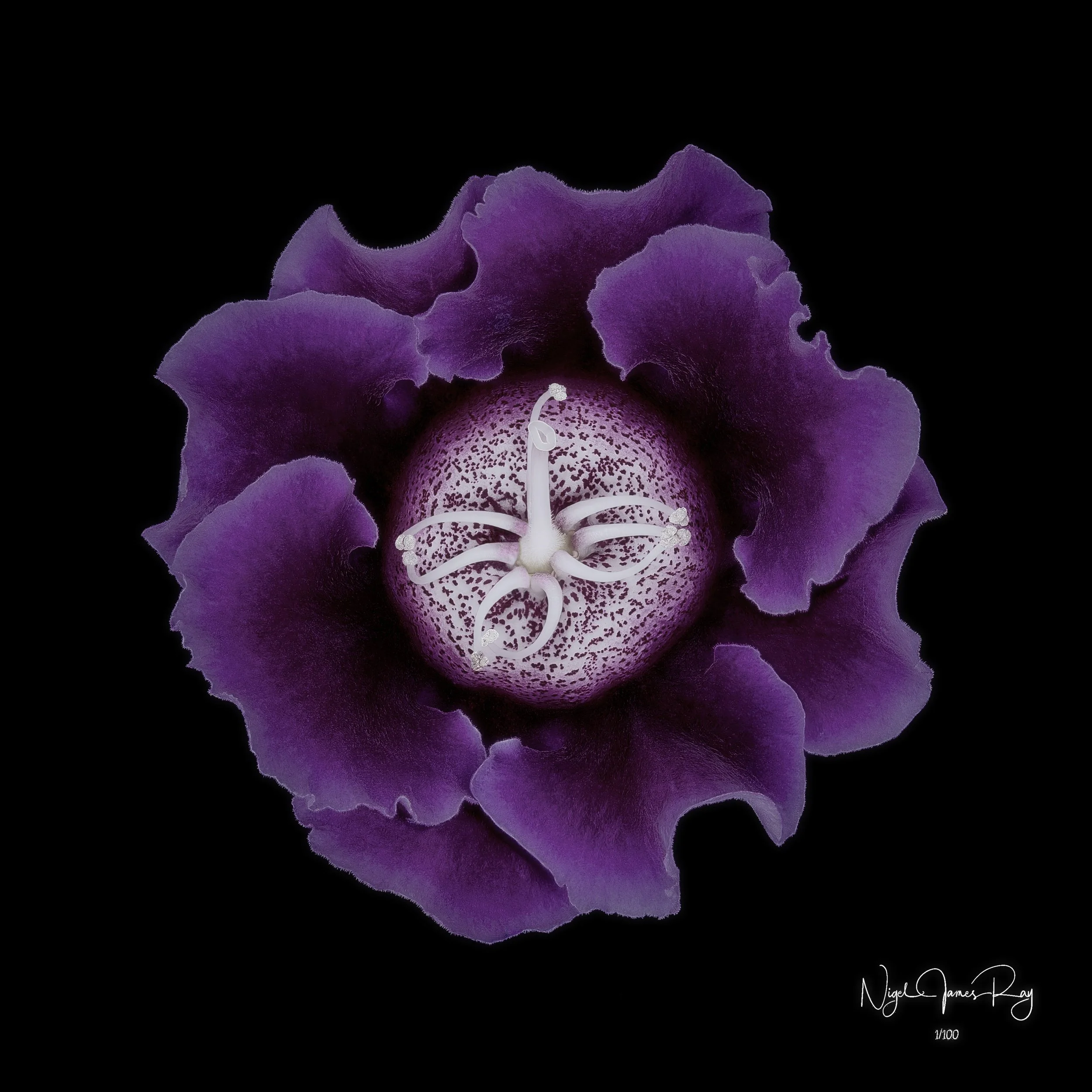 PURCHASE NOBILITY LIMITED EDITION IMAGE