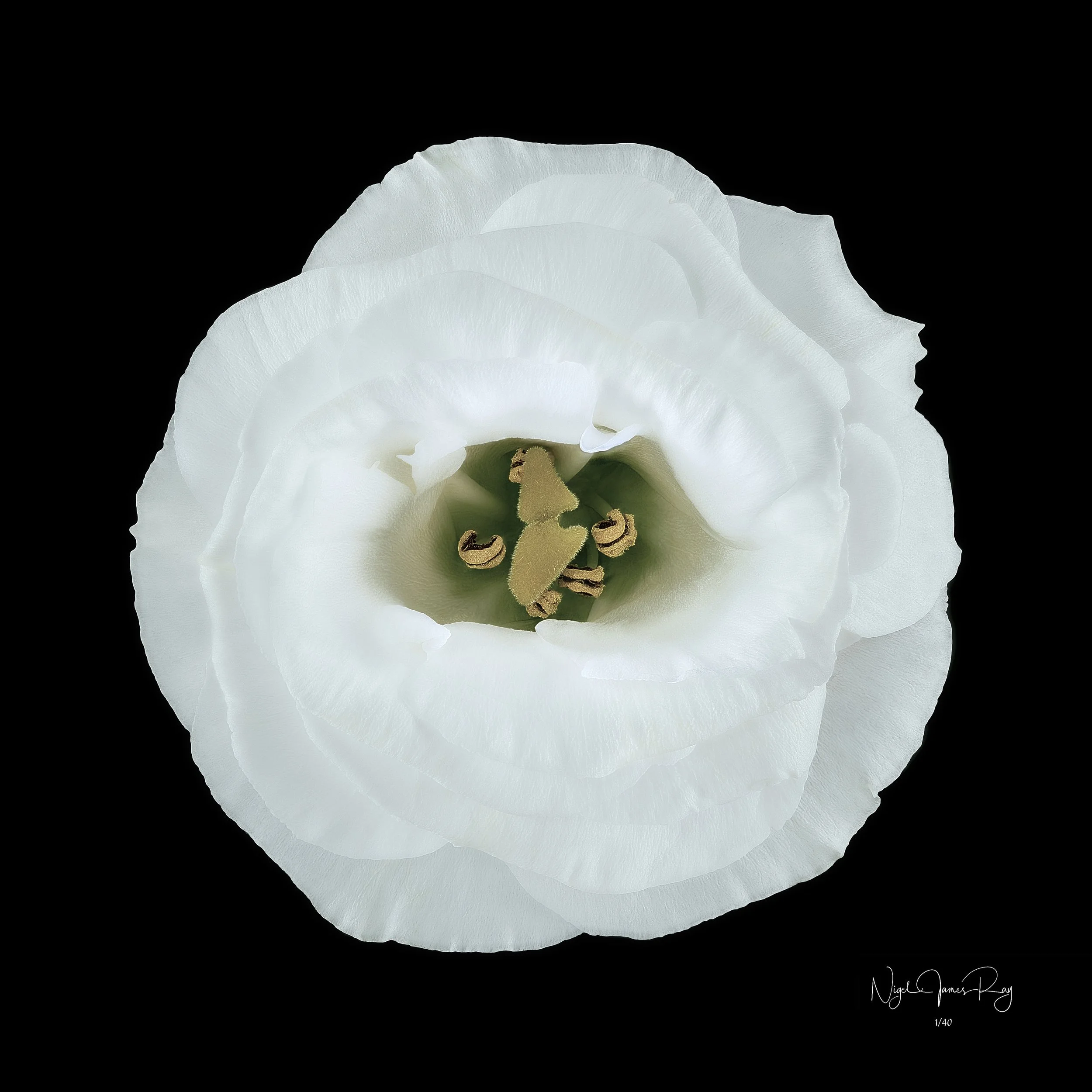 PURCHASE SENTIMENT LIMITED EDITION IMAGE