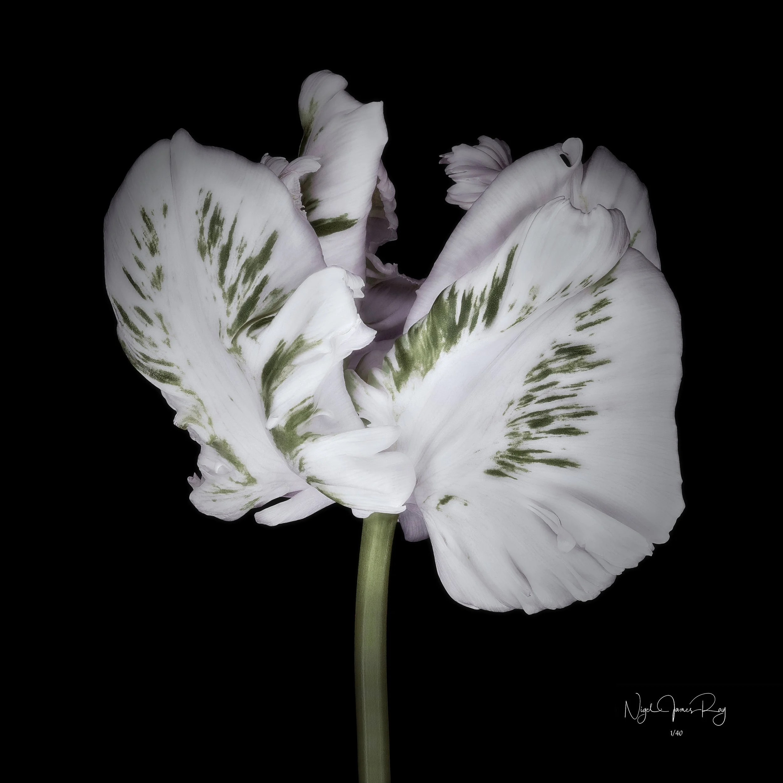 PURCHASE ANGEL LIMITED EDITION IMAGE