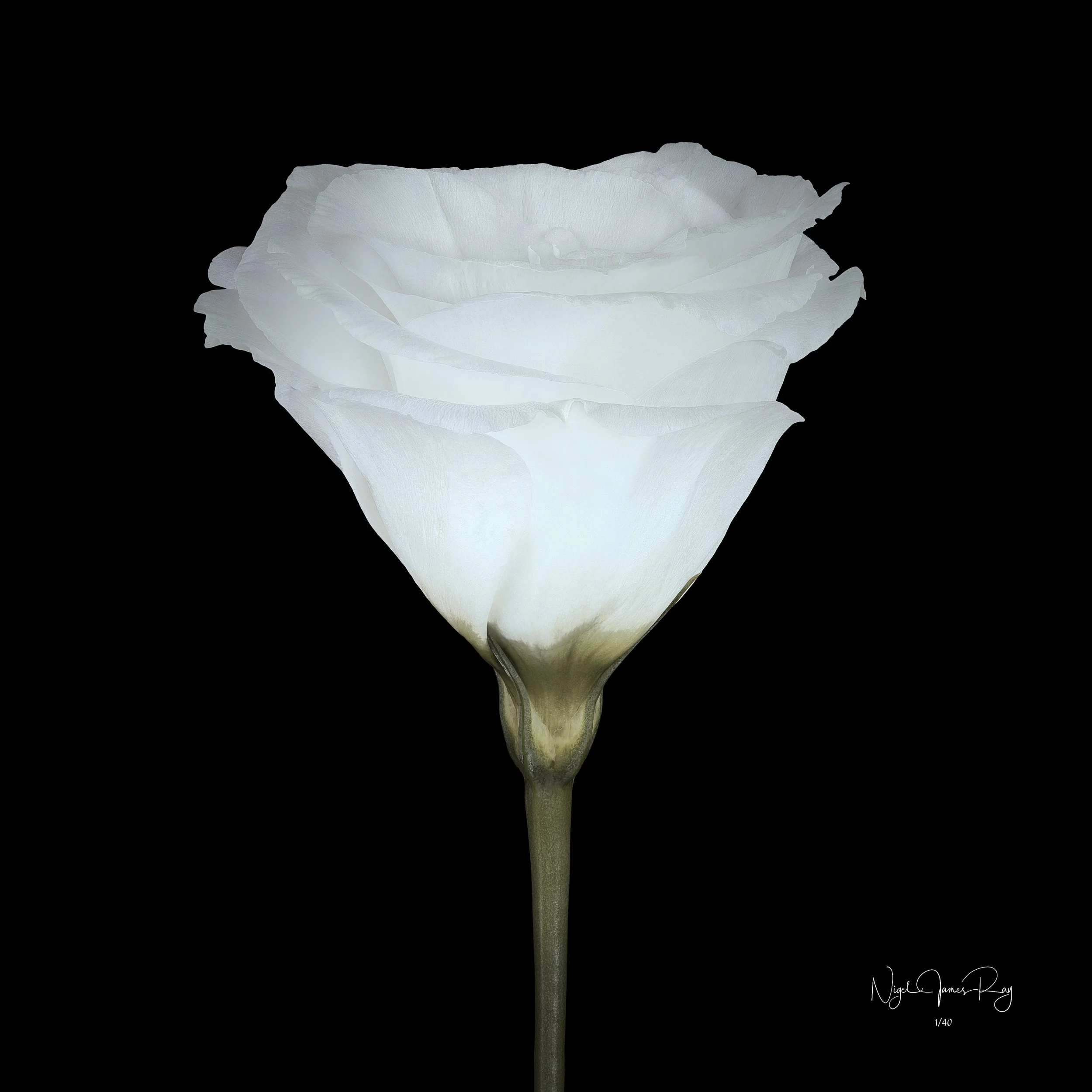 PURCHASE EMPATHY LIMITED EDITION IMAGE