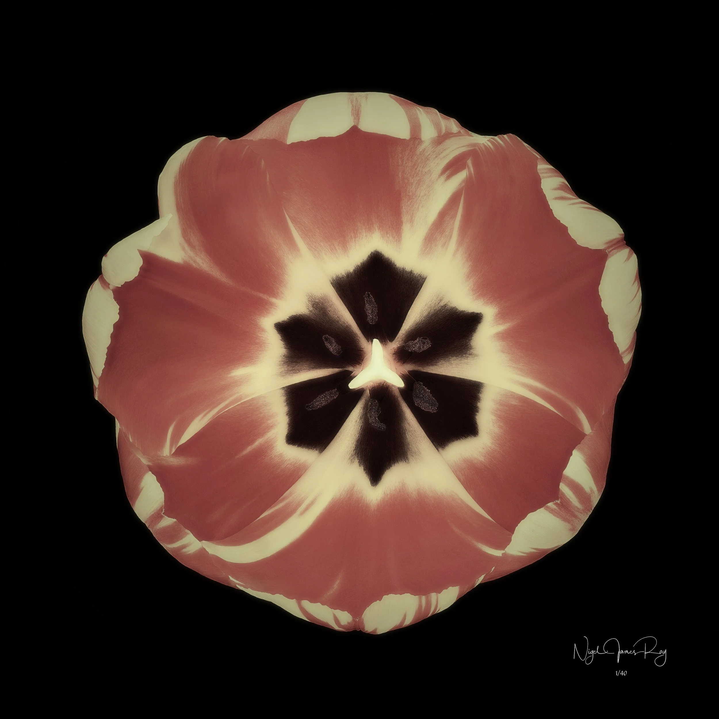 PURCHASE SUNBURST SWATCH