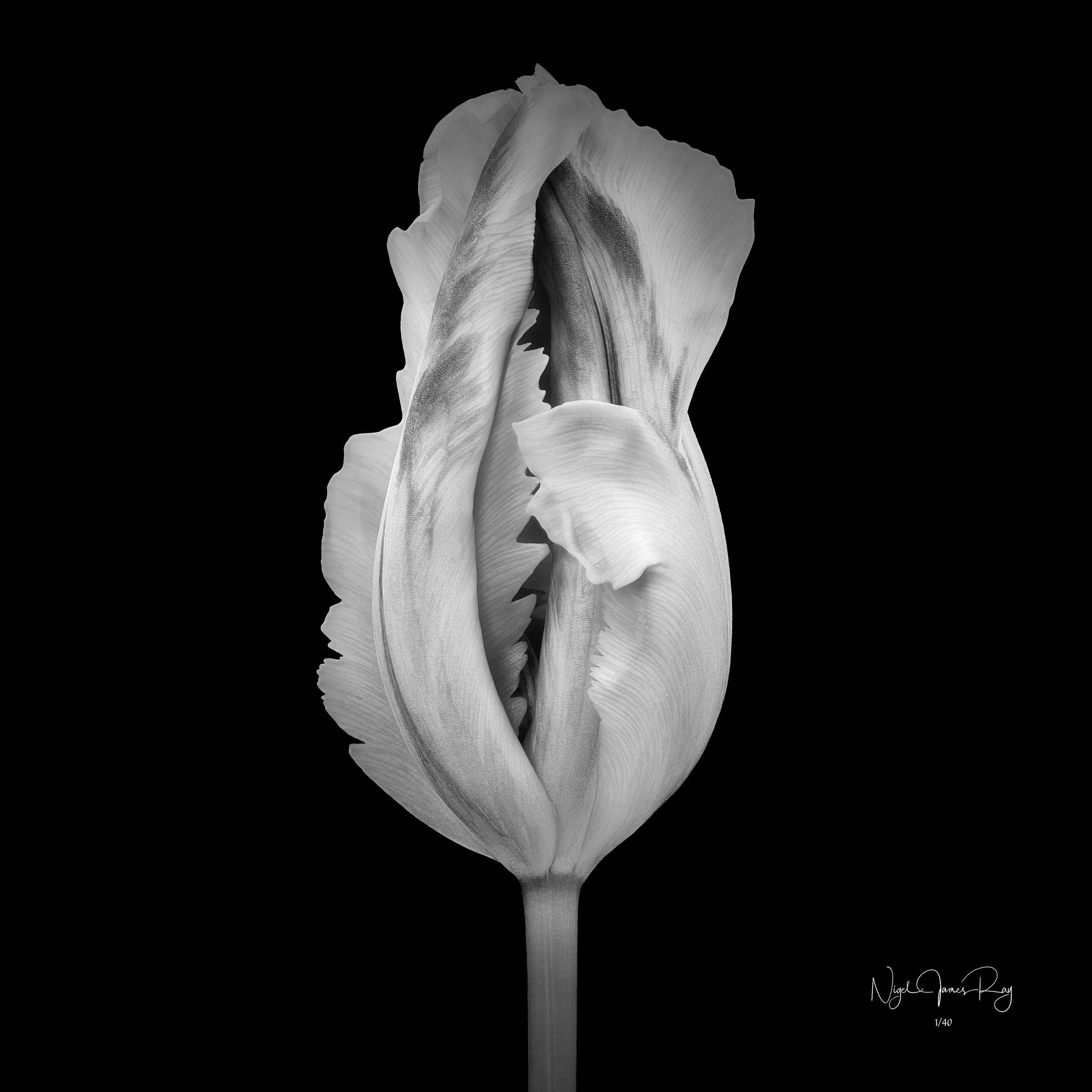 PURCHASE STRIKE THE POSE LIMITED EDITION IMAGE