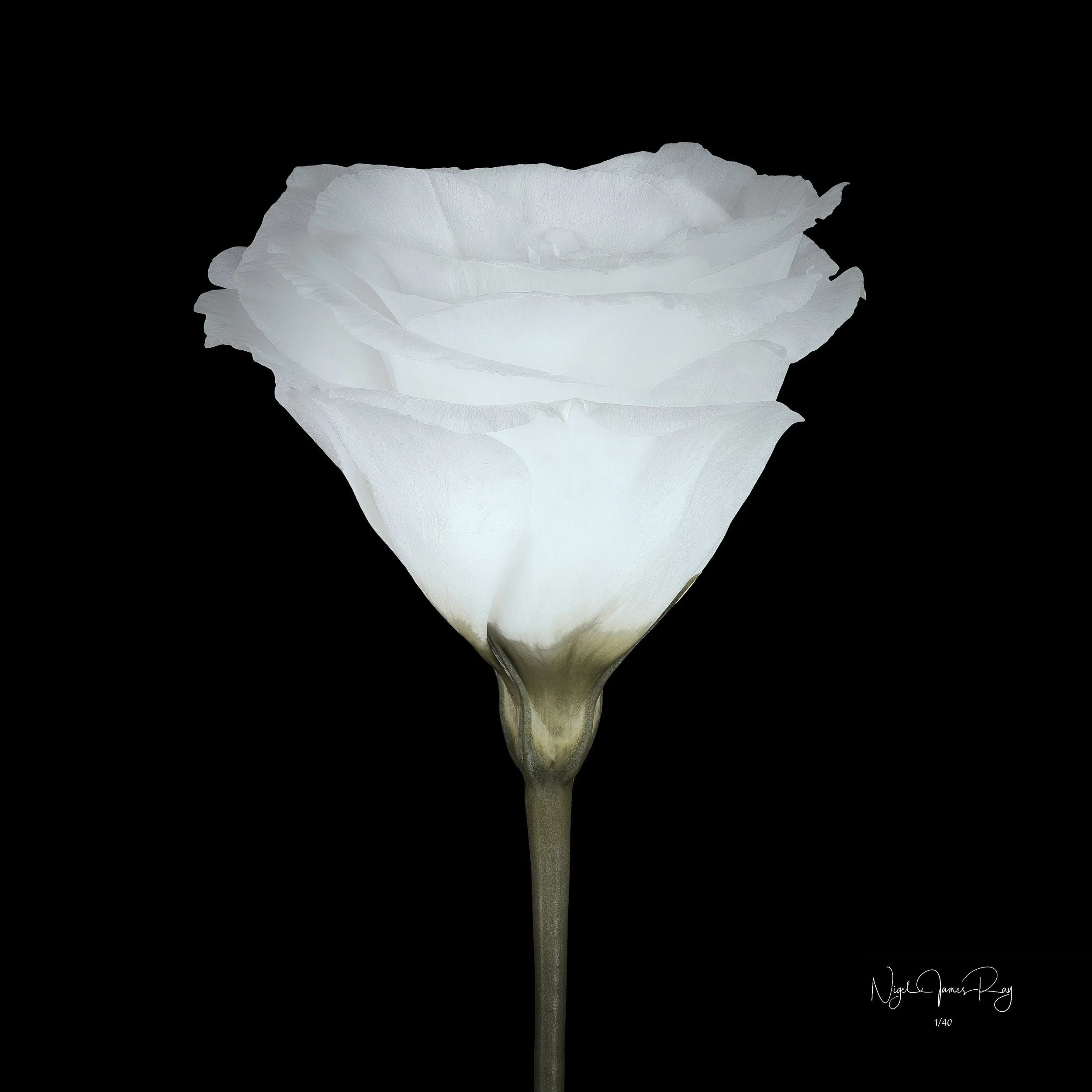 PURCHASE EMPATHY LIMITED EDITION IMAGE