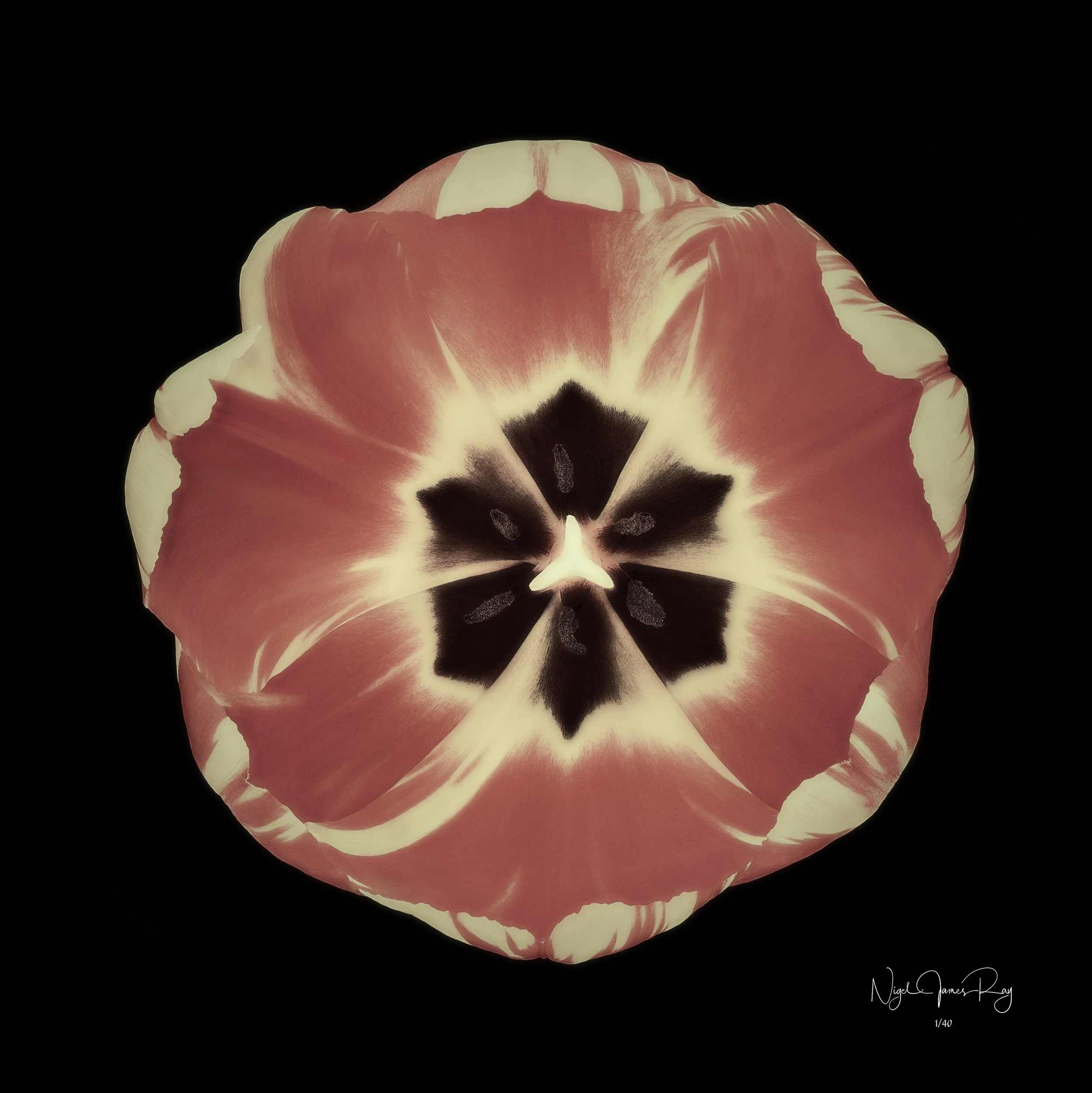 PURCHASE SUNBURST SWATCH