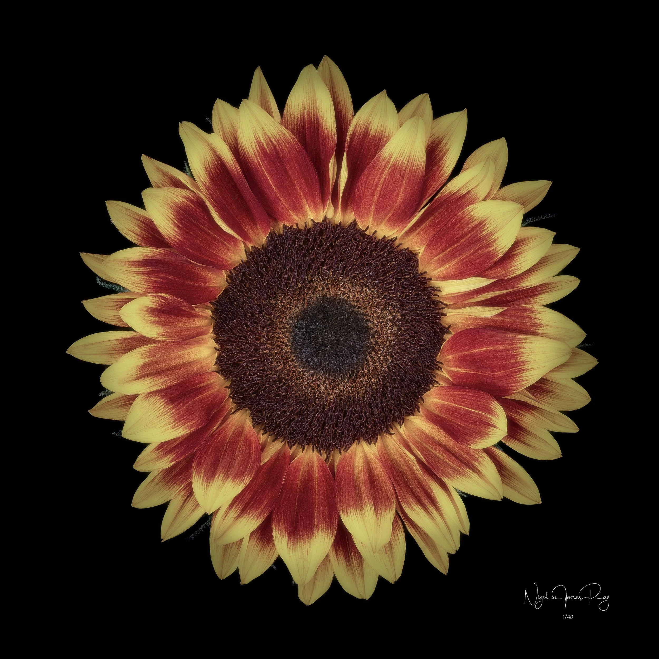 PURCHASE SUNDOWN LIMITED EDITION IMAGE