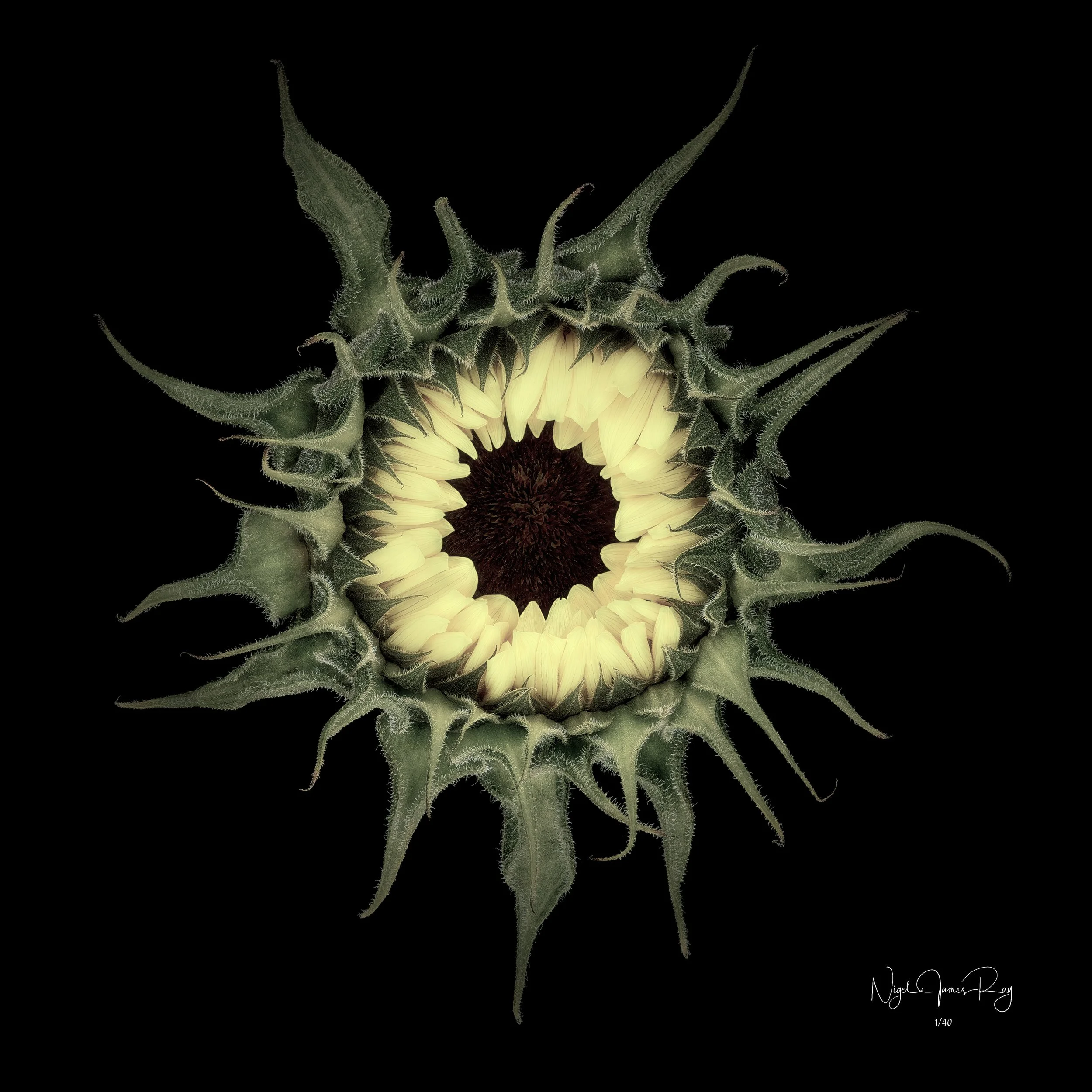 PURCHASE HELIOS LIMITED EDITION IMAGE