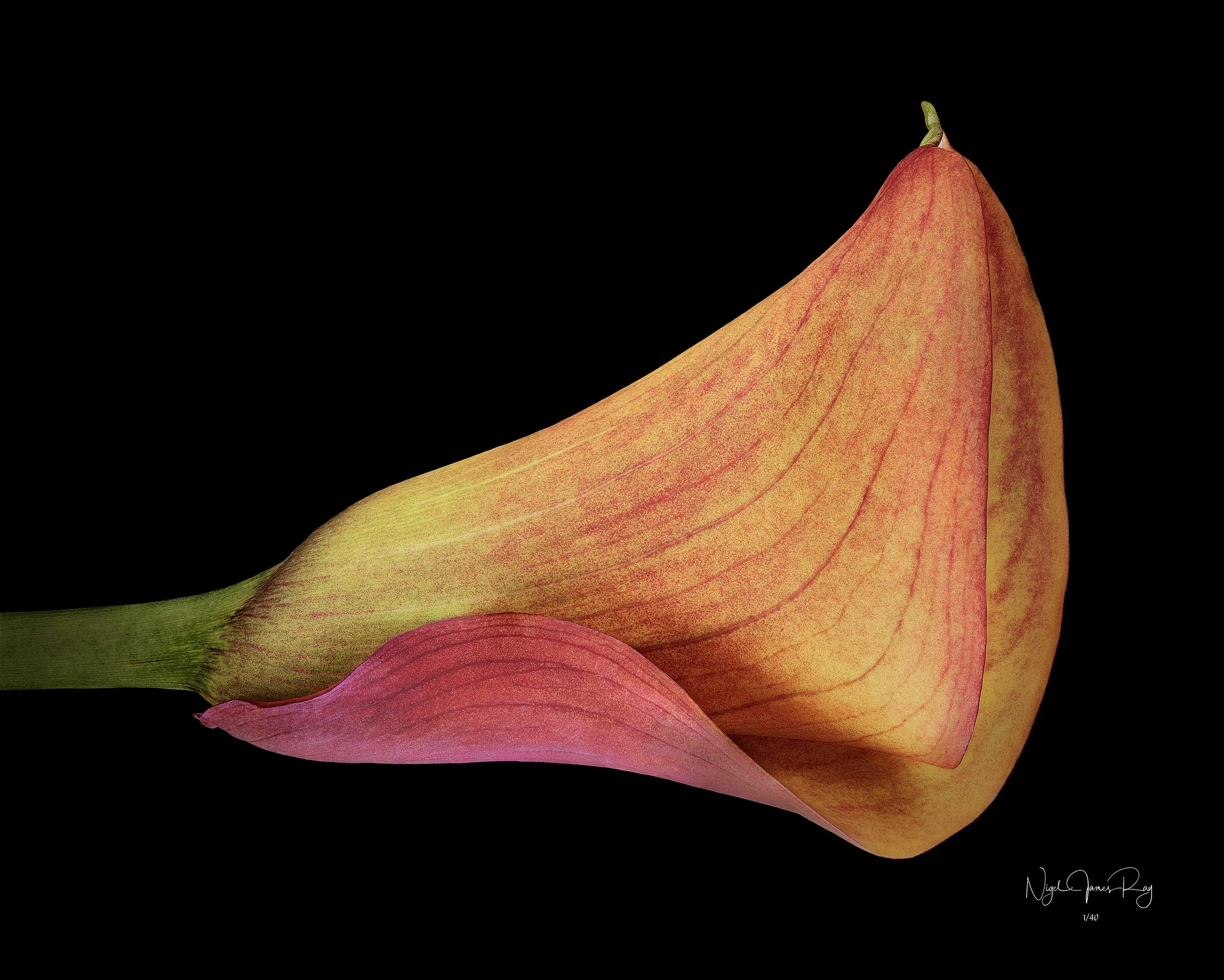 PURCHASE HULLABALOO LIMITED EDITION IMAGE