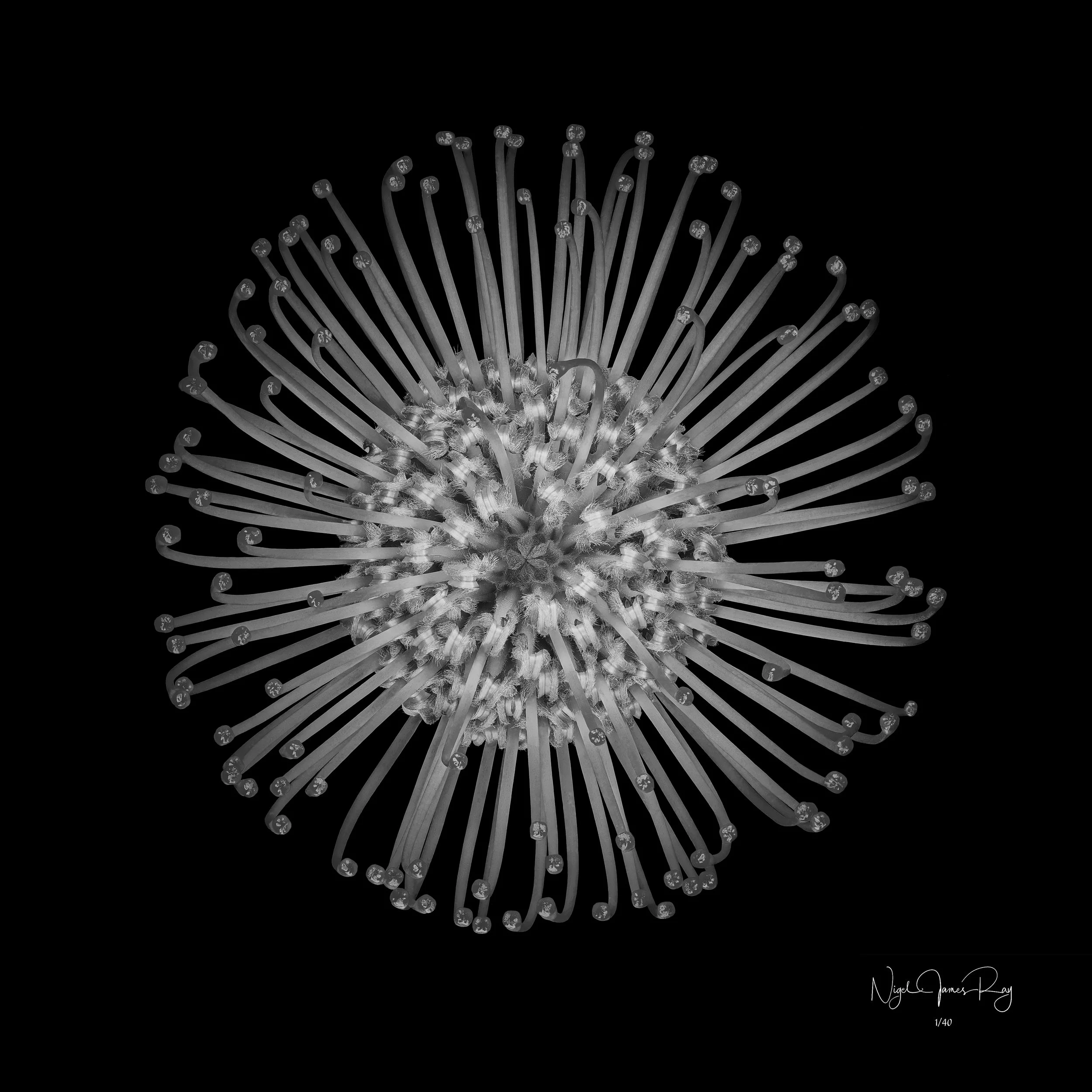 PURCHASE COSMOS LIMITED EDITION IMAGE