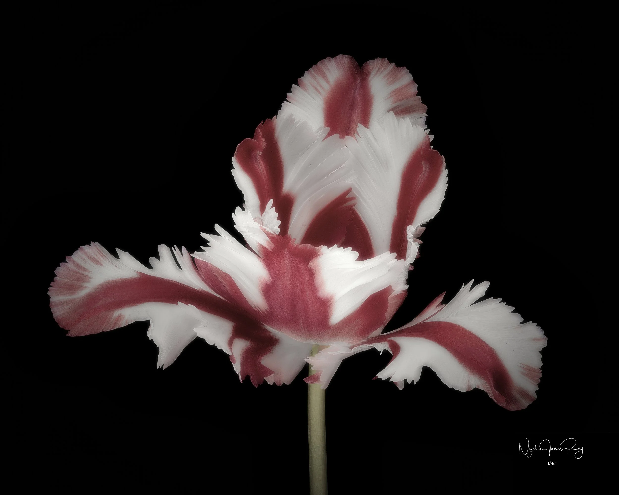 PURCHASE JUBILATION LIMITED EDITION IMAGE