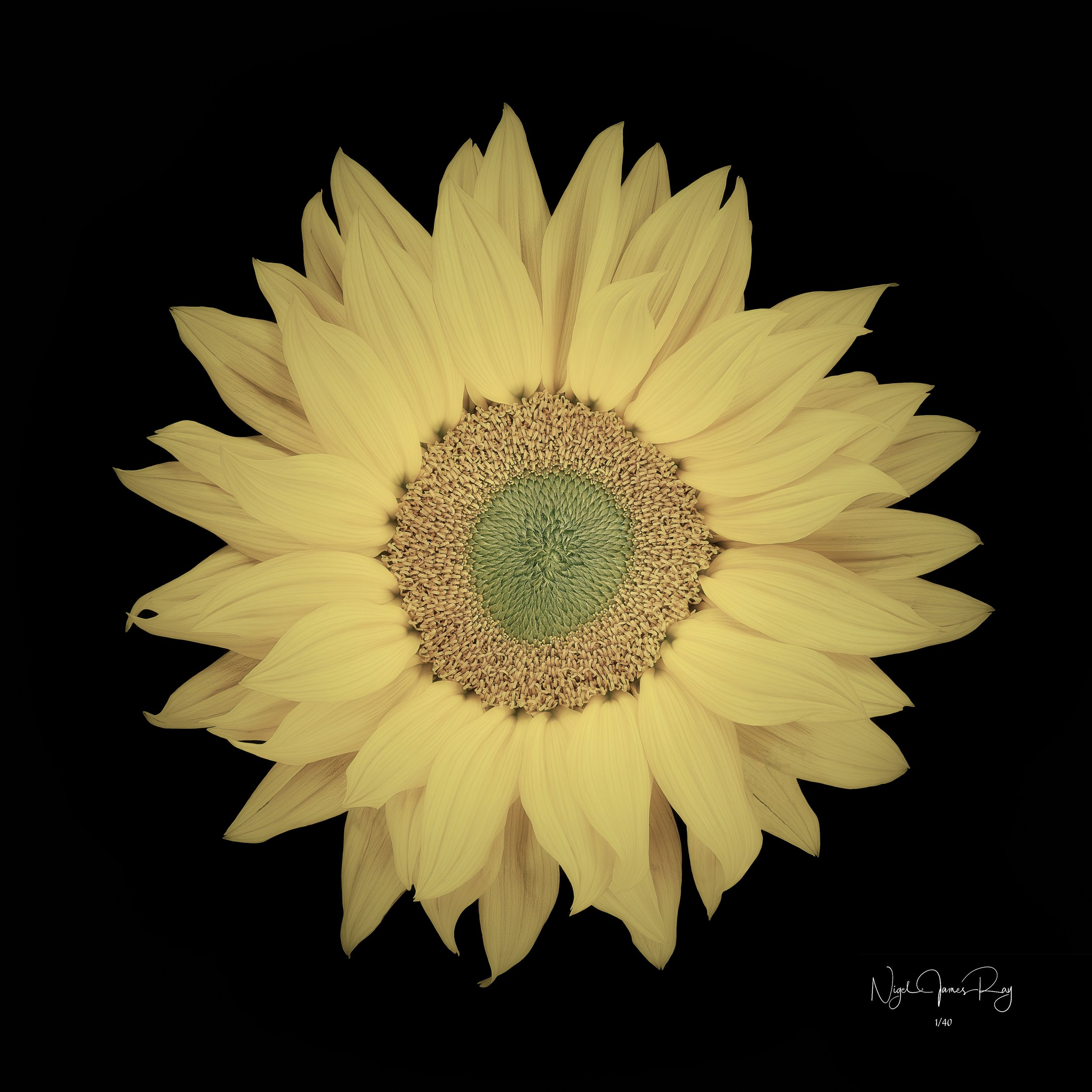 PURCHASE SUNBEAM LIMITED EDITION IMAGE