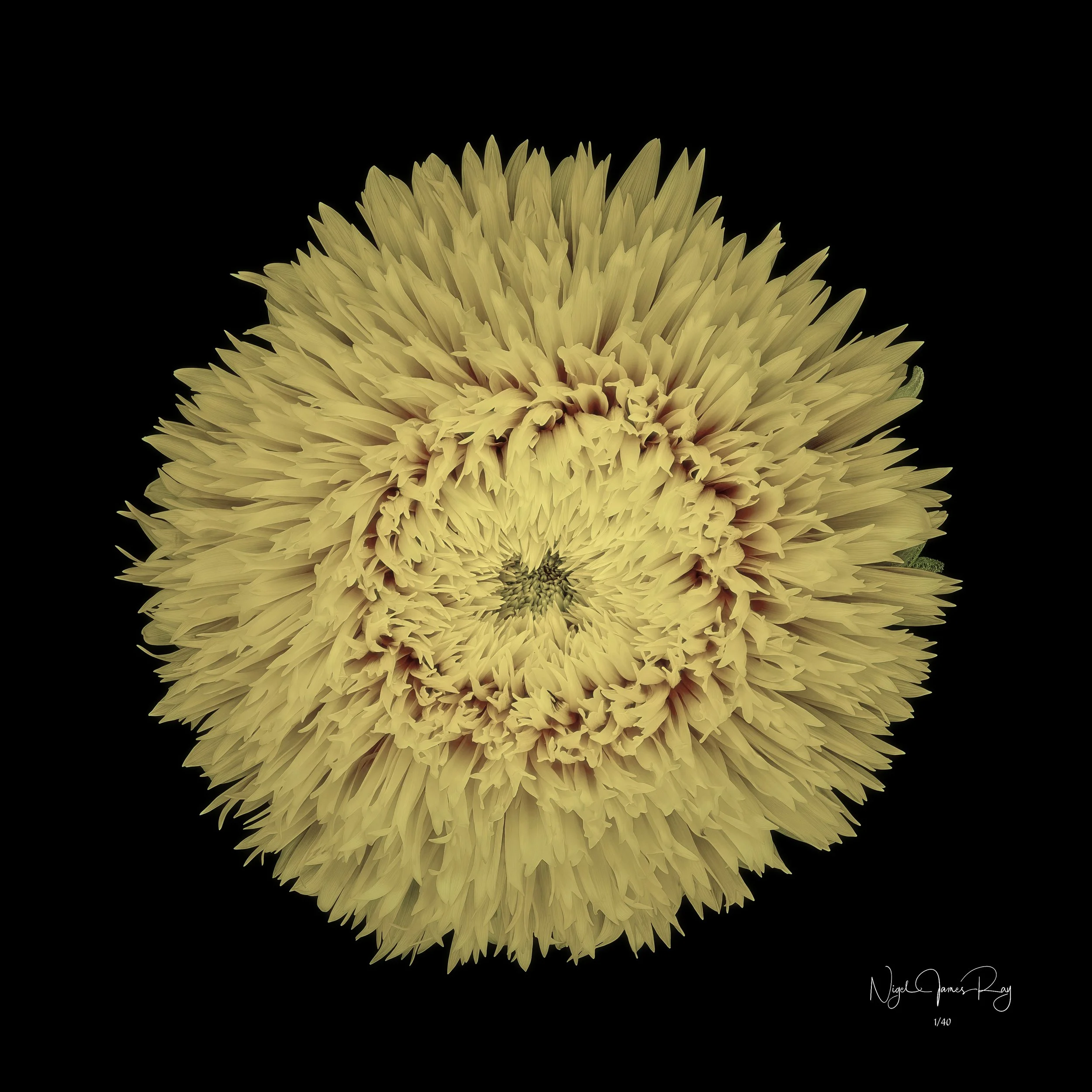 PURCHASE WILD TEDDY LIMITED EDITION IMAGE