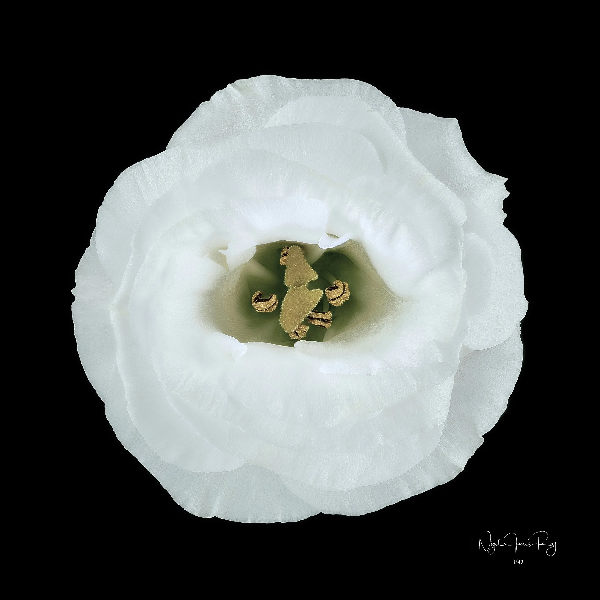 PURCHASE SENTIMENT LIMITED EDITION IMAGE