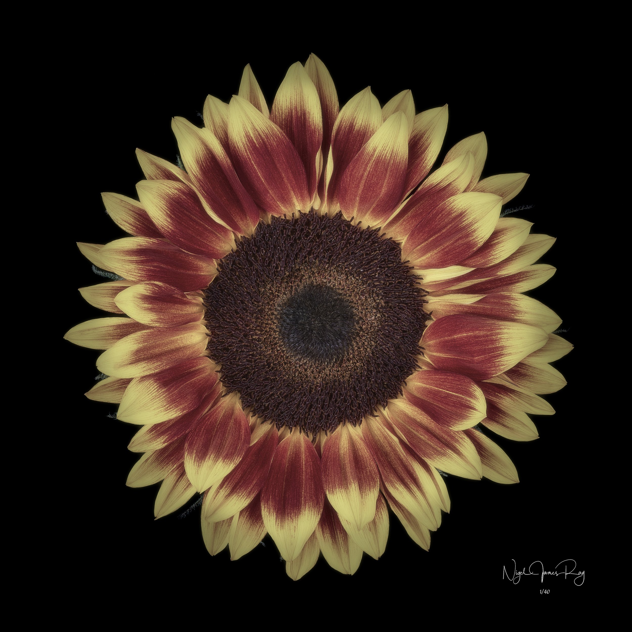 PURCHASE SUNDOWN SWATCH