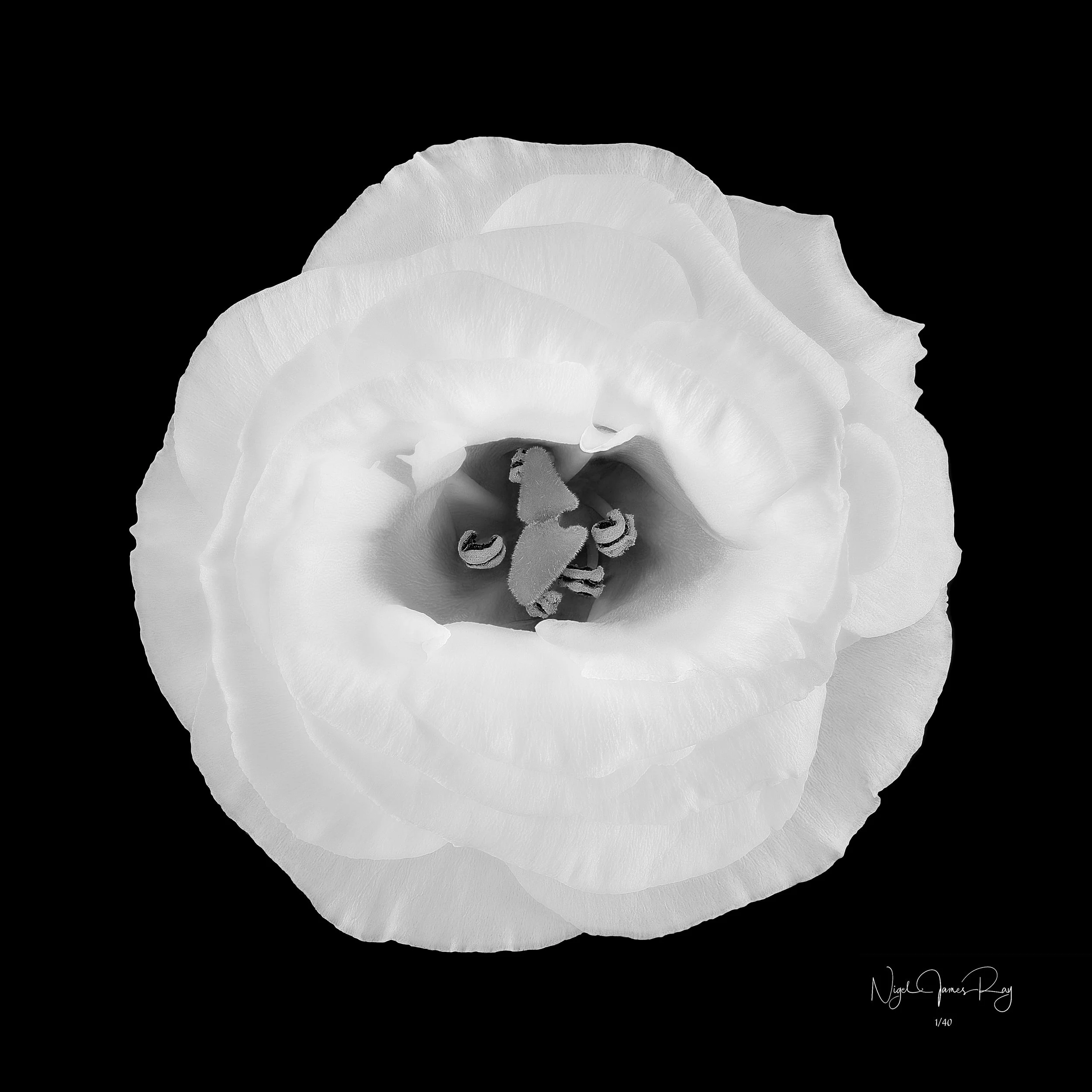 PURCHASE SENTIMENT LIMITED EDITION IMAGE