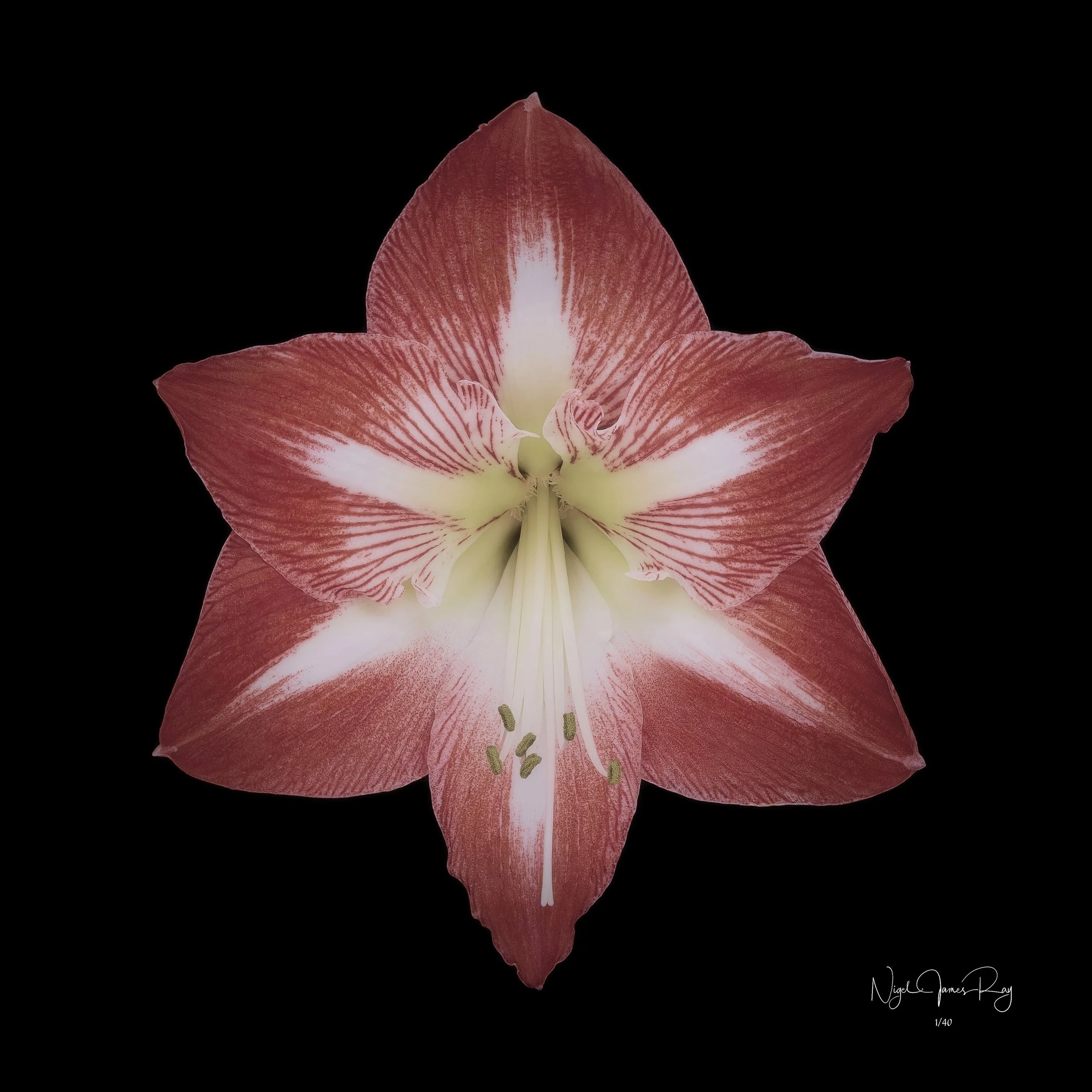 PURCHASE SAMURAI LIMITED EDITION IMAGE