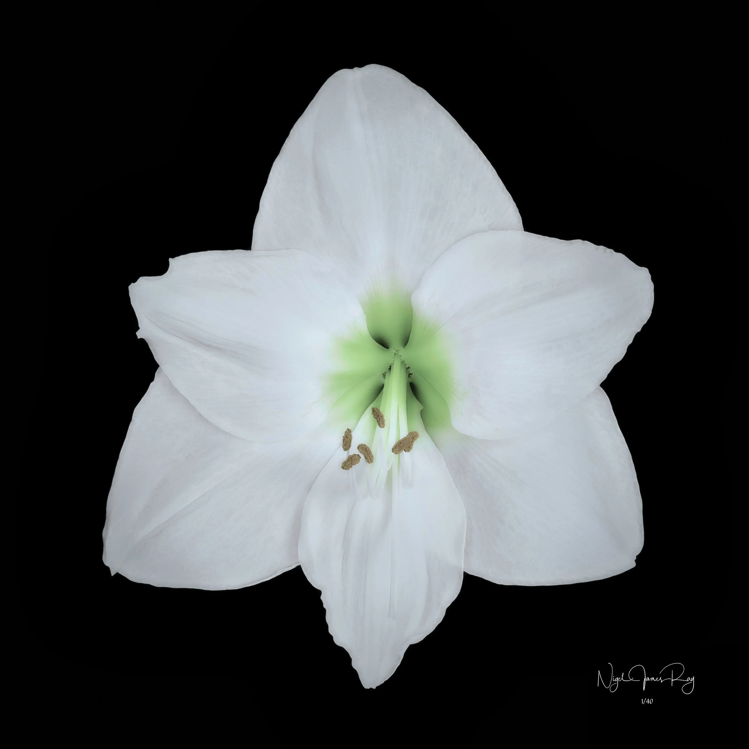 PURCHASE SERENITY LIMITED EDITION IMAGE