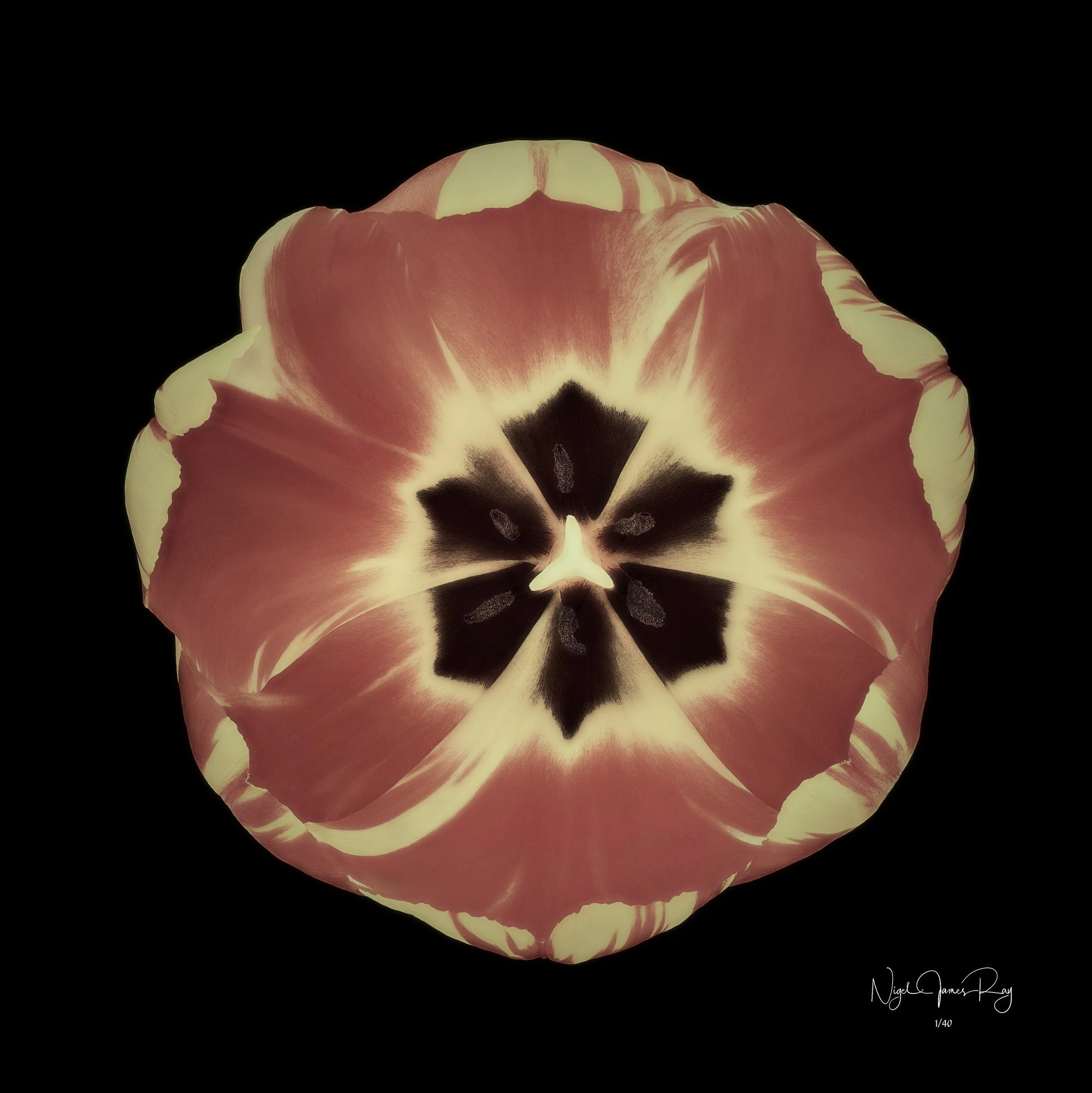 PURCHASE SUNBURST SWATCH
