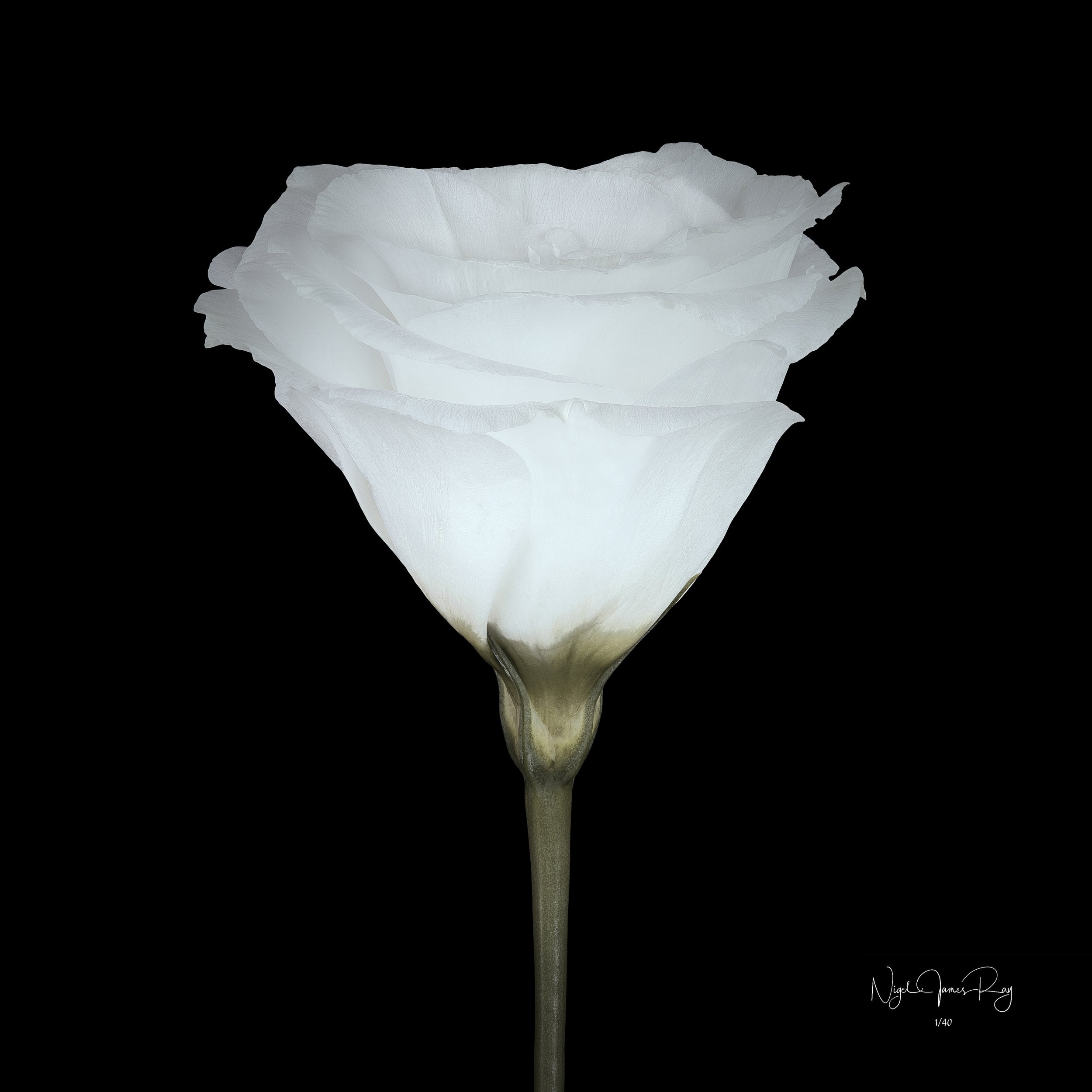 PURCHASE EMPATHY SWATCH