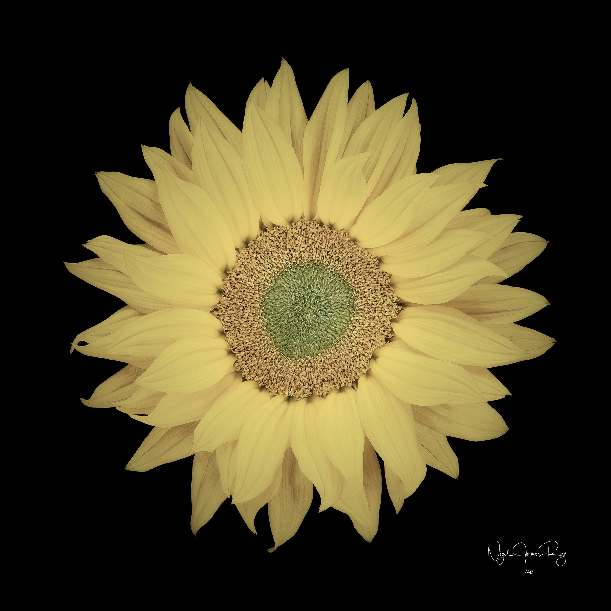 PURCHASE SUNBEAM SWATCH