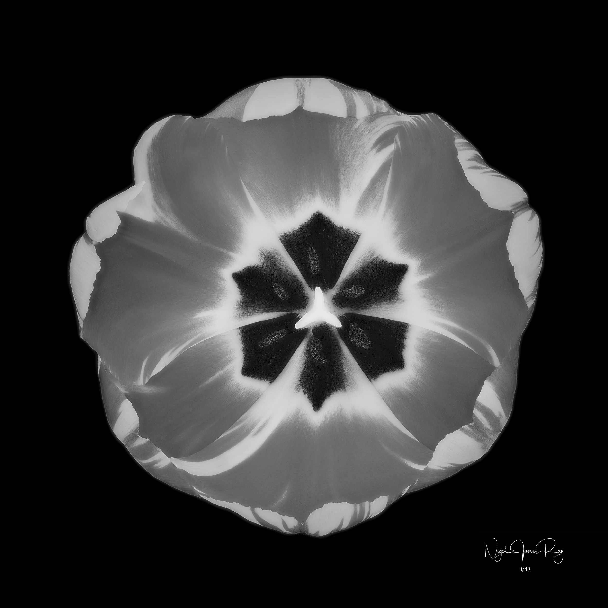 PURCHASE SUNBURST LIMITED EDITION IMAGE