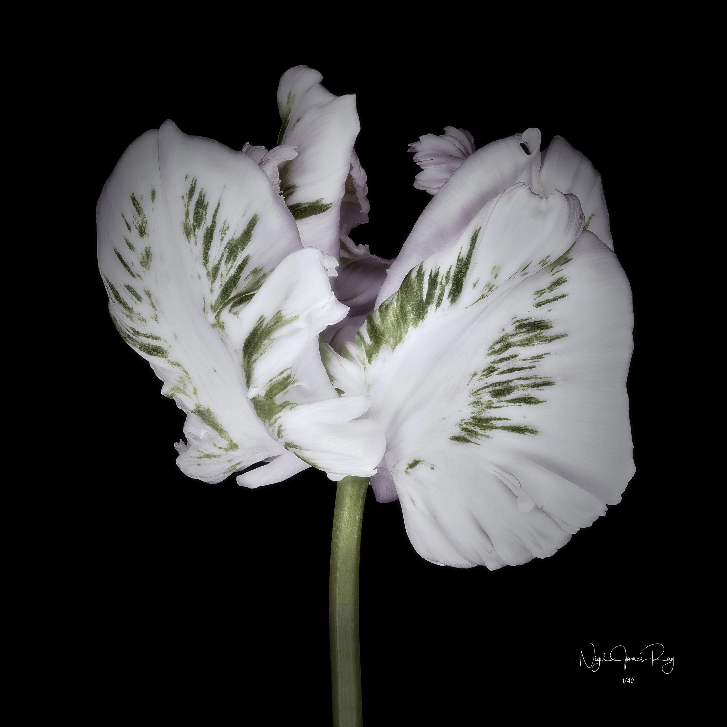 PURCHASE ANGEL LIMITED EDITION IMAGE