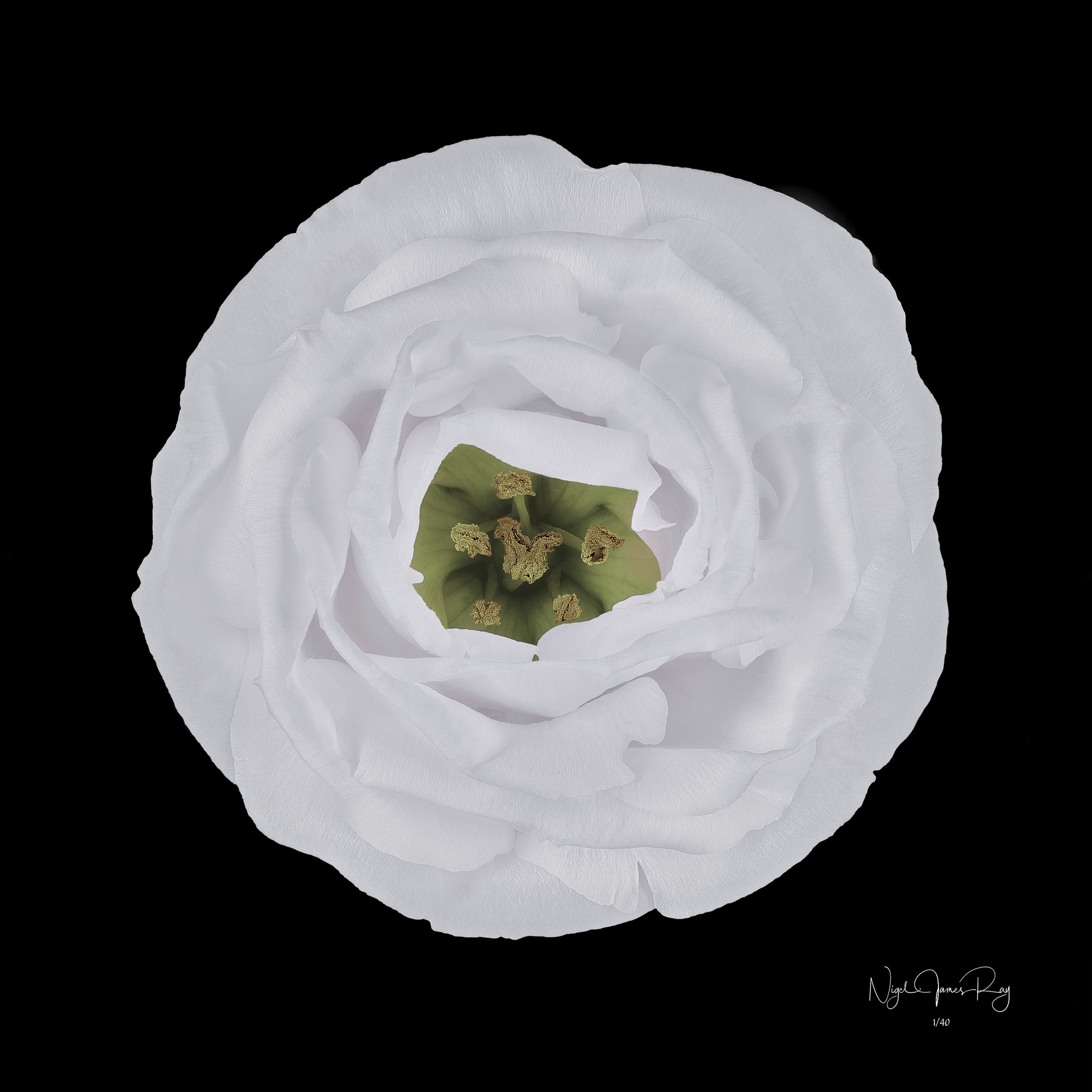 PURCHASE SENSIBILITY LIMITED EDITION IMAGE