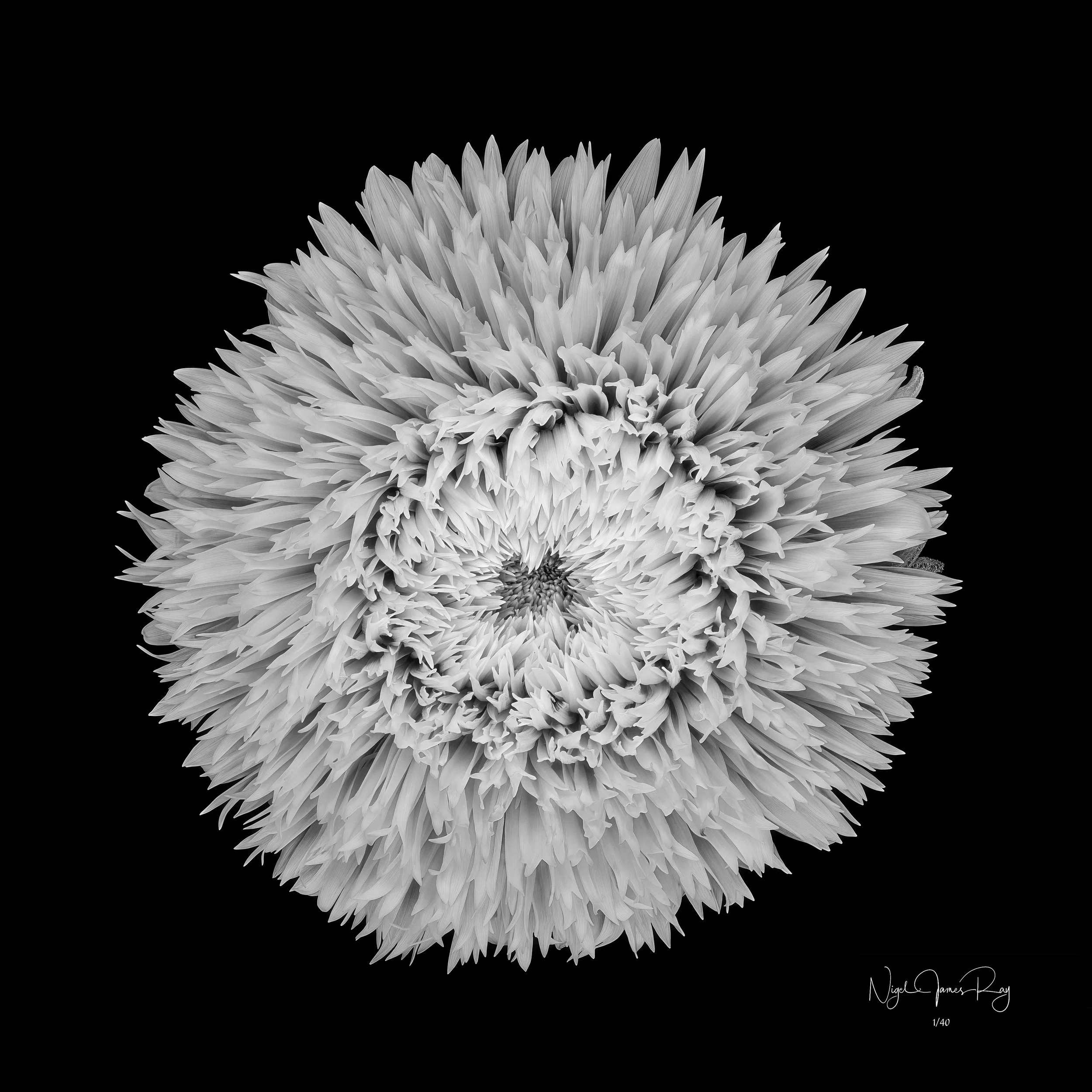 PURCHASE WILD TEDDY LIMITED EDITION IMAGE