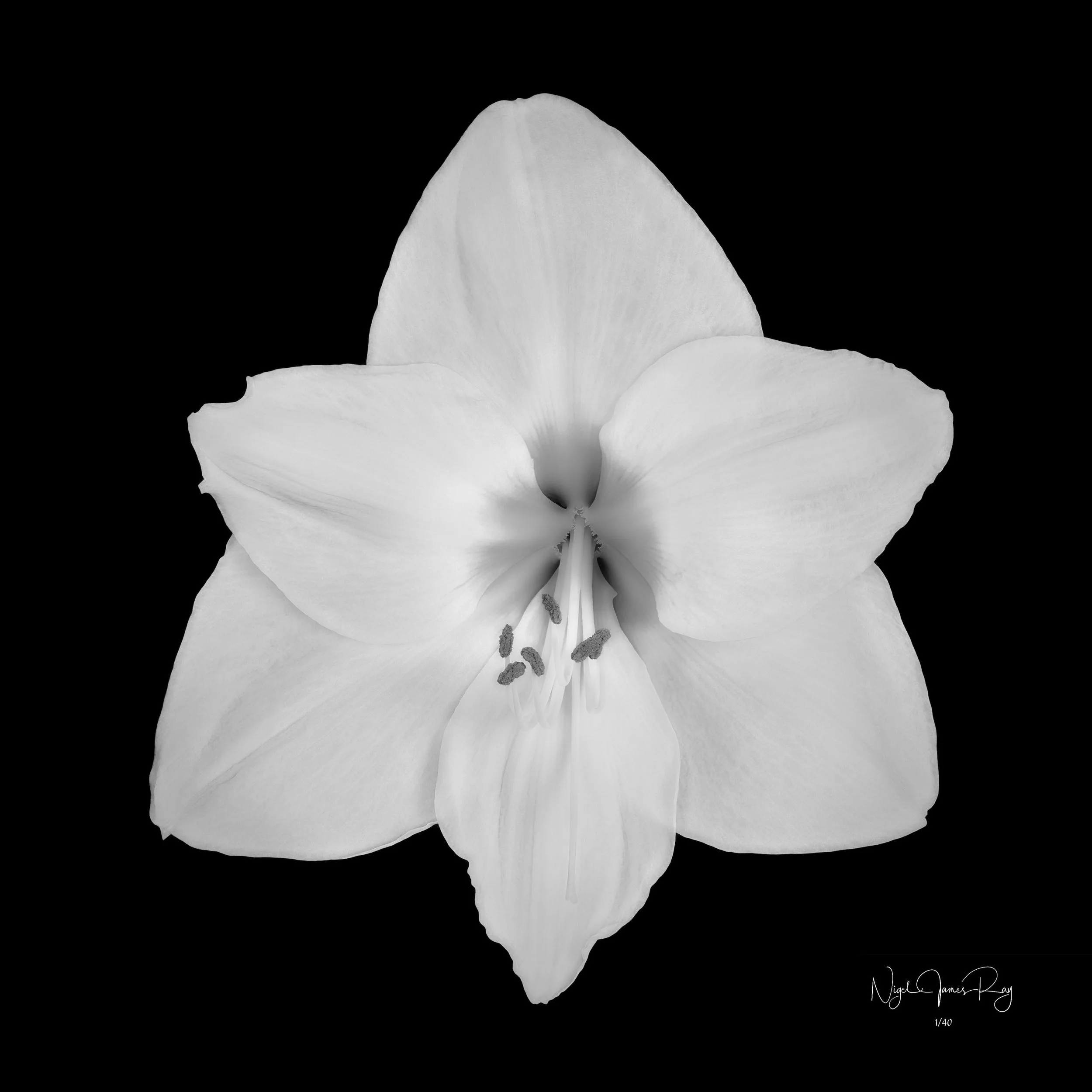 PURCHASE SERENITY LIMITED EDITION IMAGE