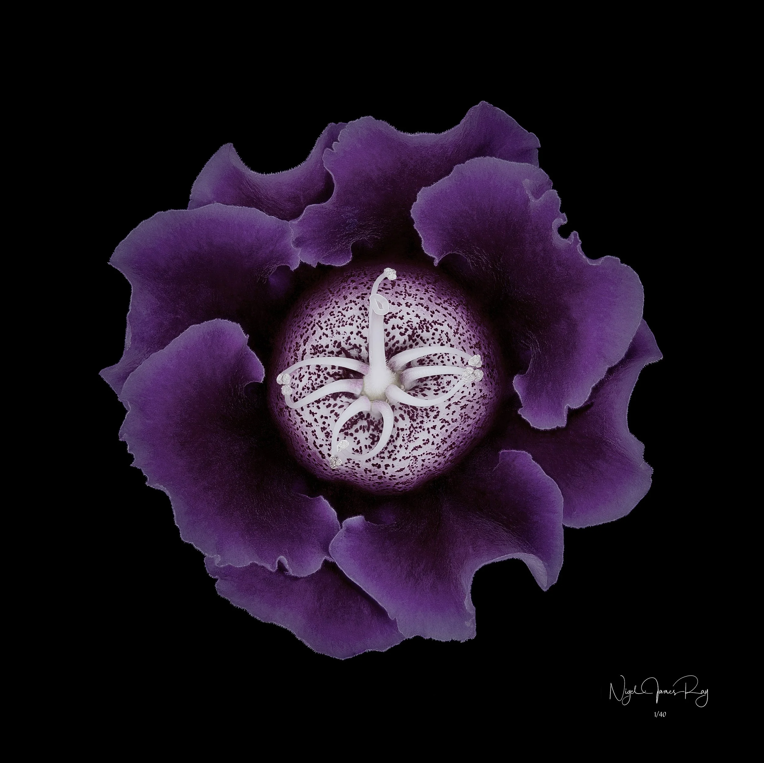 PURCHASE NOBILITY LIMITED EDITION IMAGE