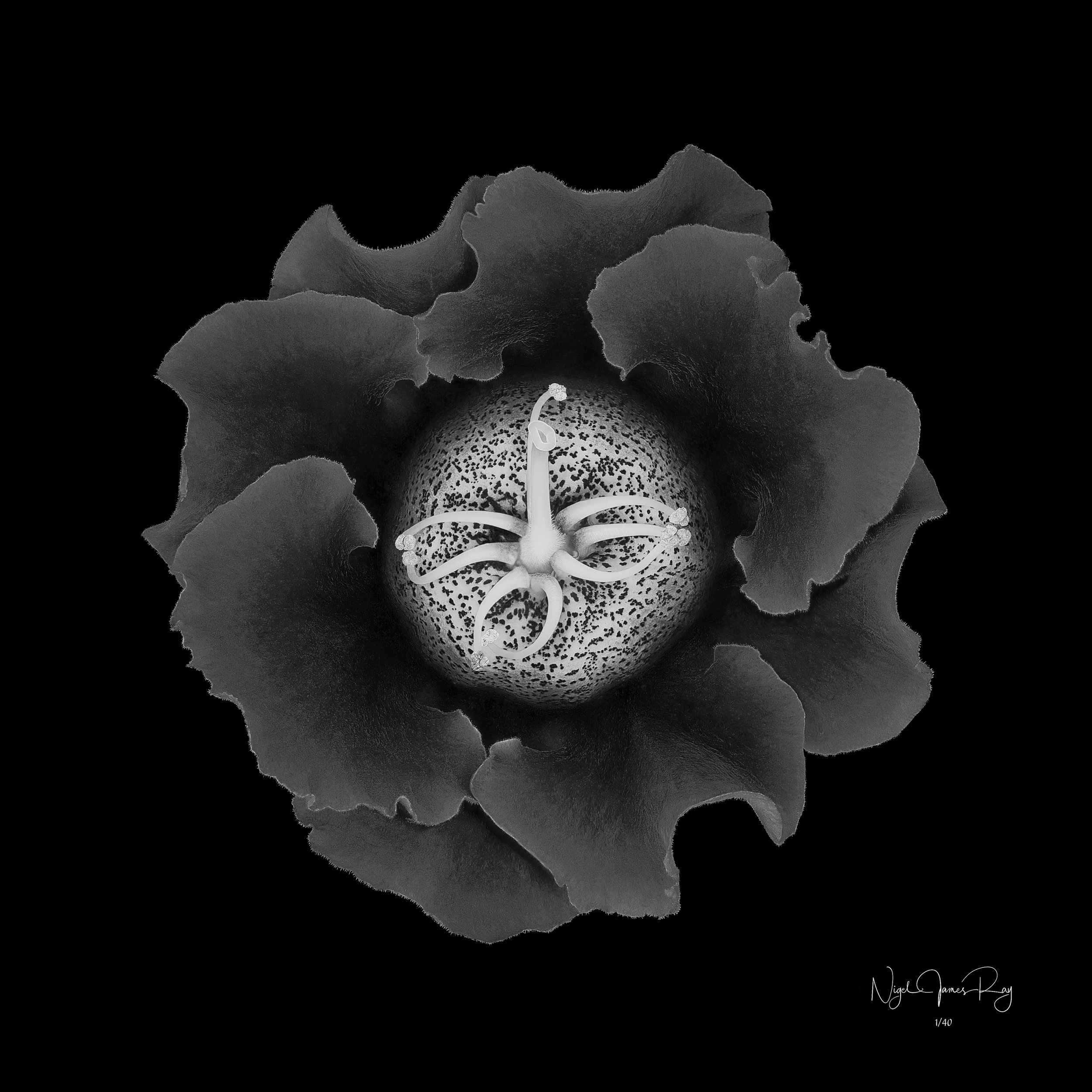 PURCHASE NOBILITY LIMITED EDITION IMAGE