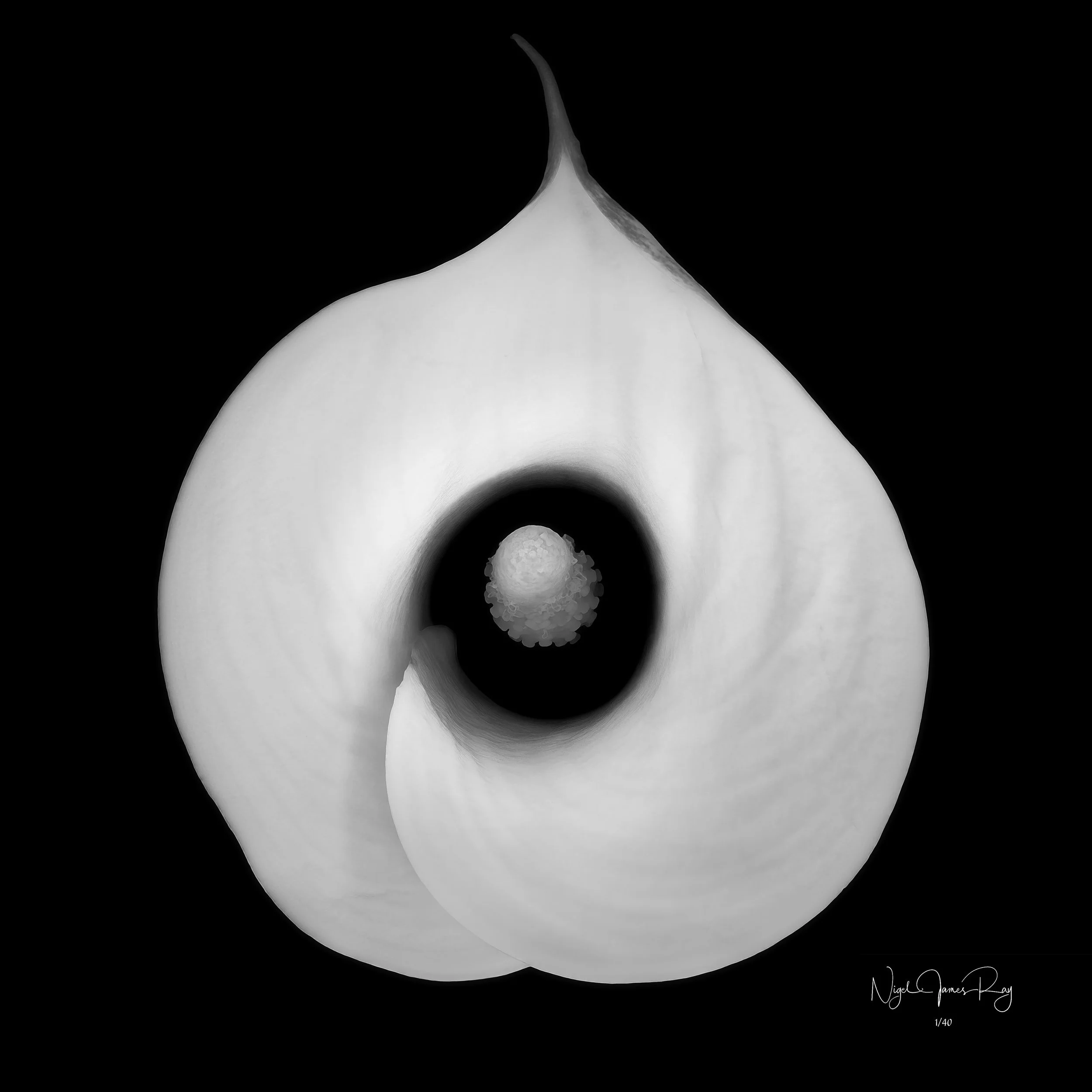 PURCHASE FROM THE SHADOWS LIMITED EDITION IMAGE